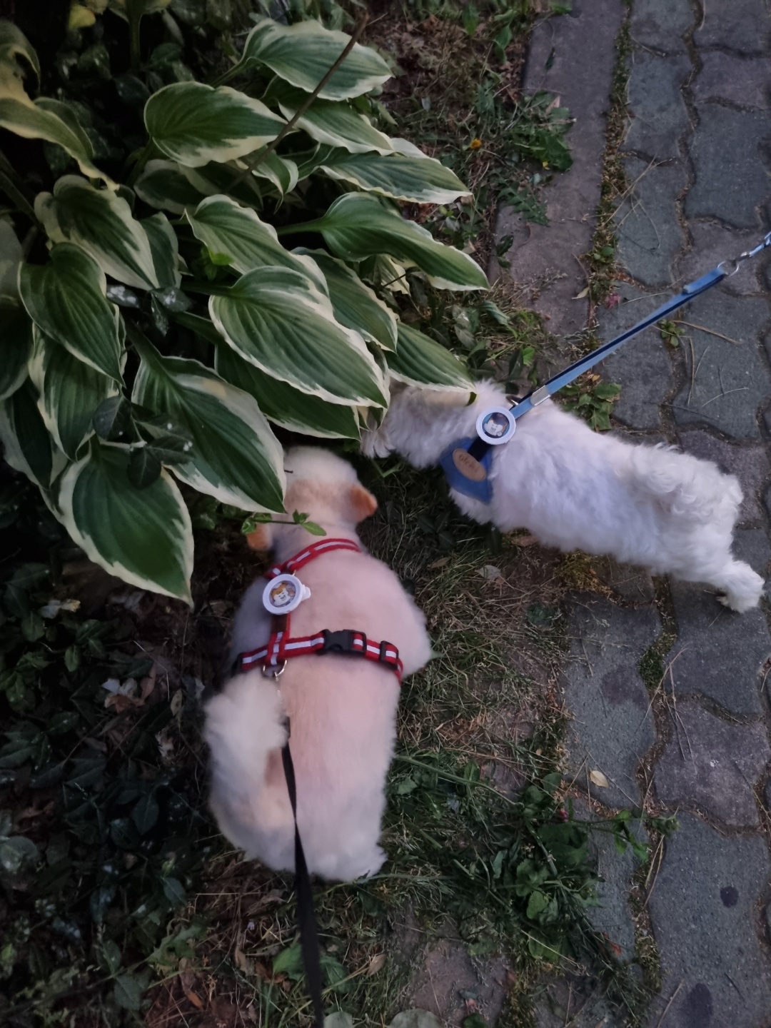 레이(구, 육곤이) 입양 1년 되었어요~