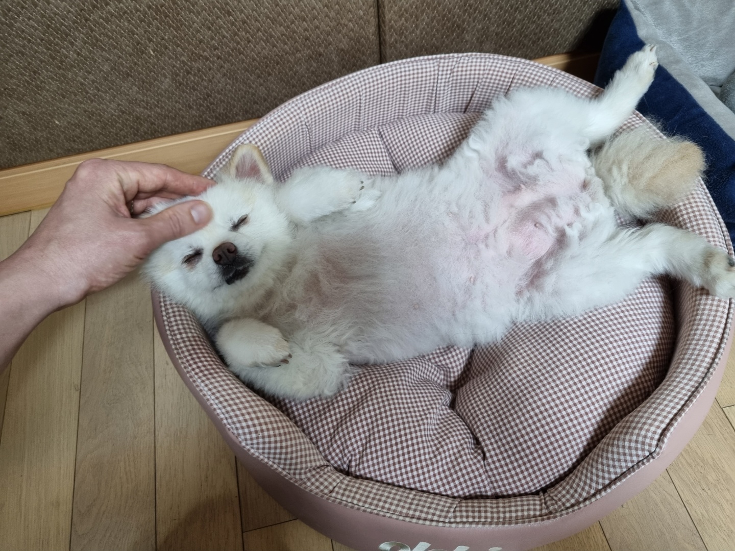 레이(구, 육곤이) 입양 1년 되었어요~