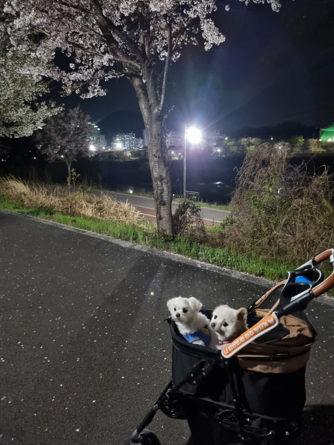레이(구, 육곤이) 입양 1년 되었어요~