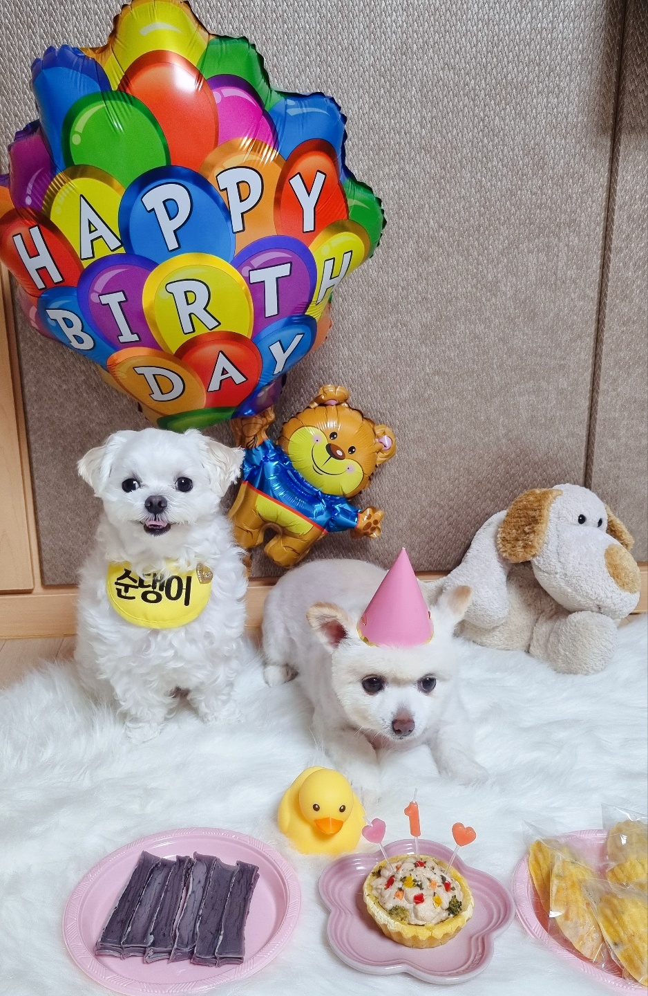 레이(구, 육곤이) 입양 1년 되었어요~