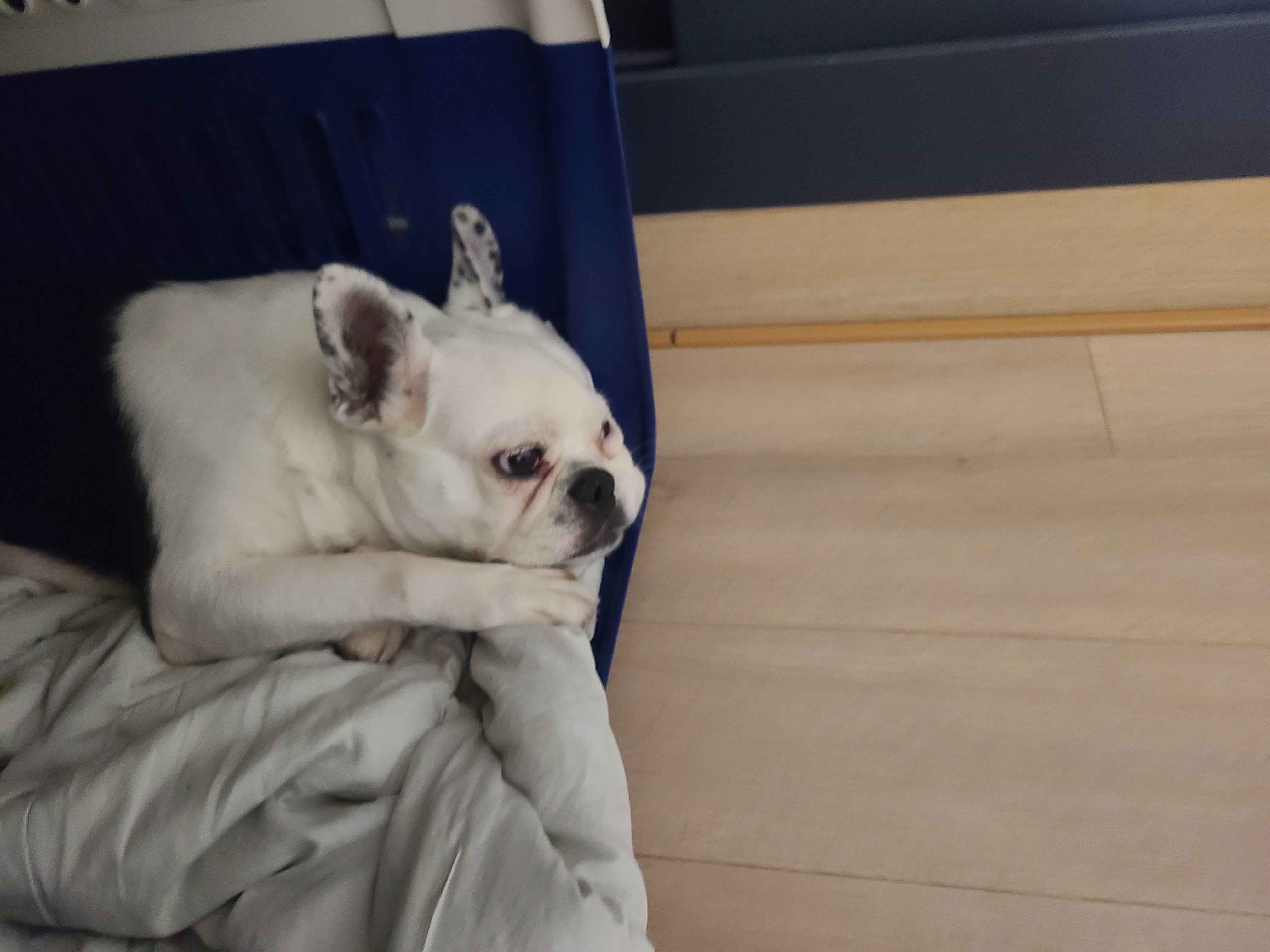 애둥이 벌써 4개월^^