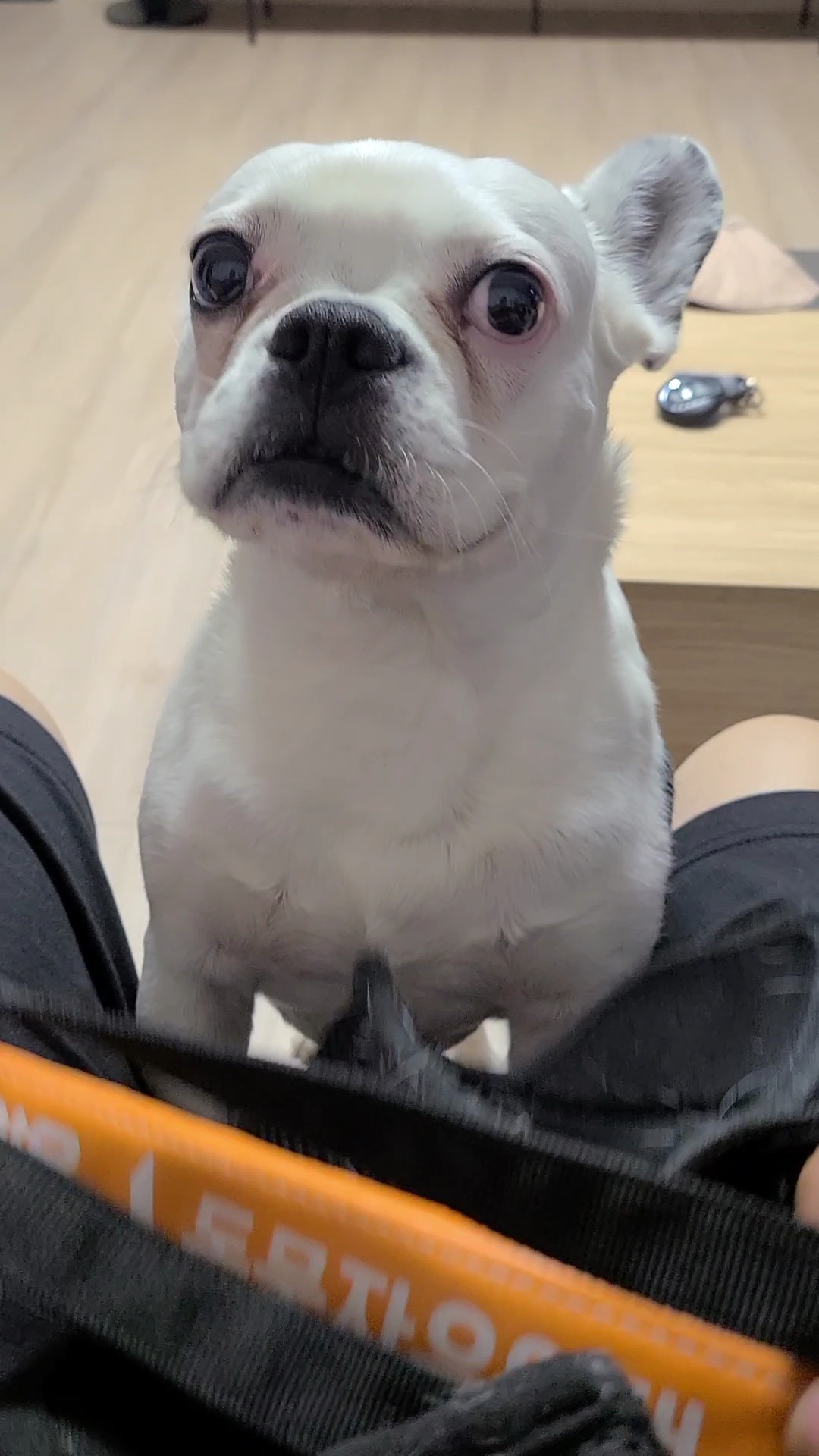 애둥이 벌써 4개월^^