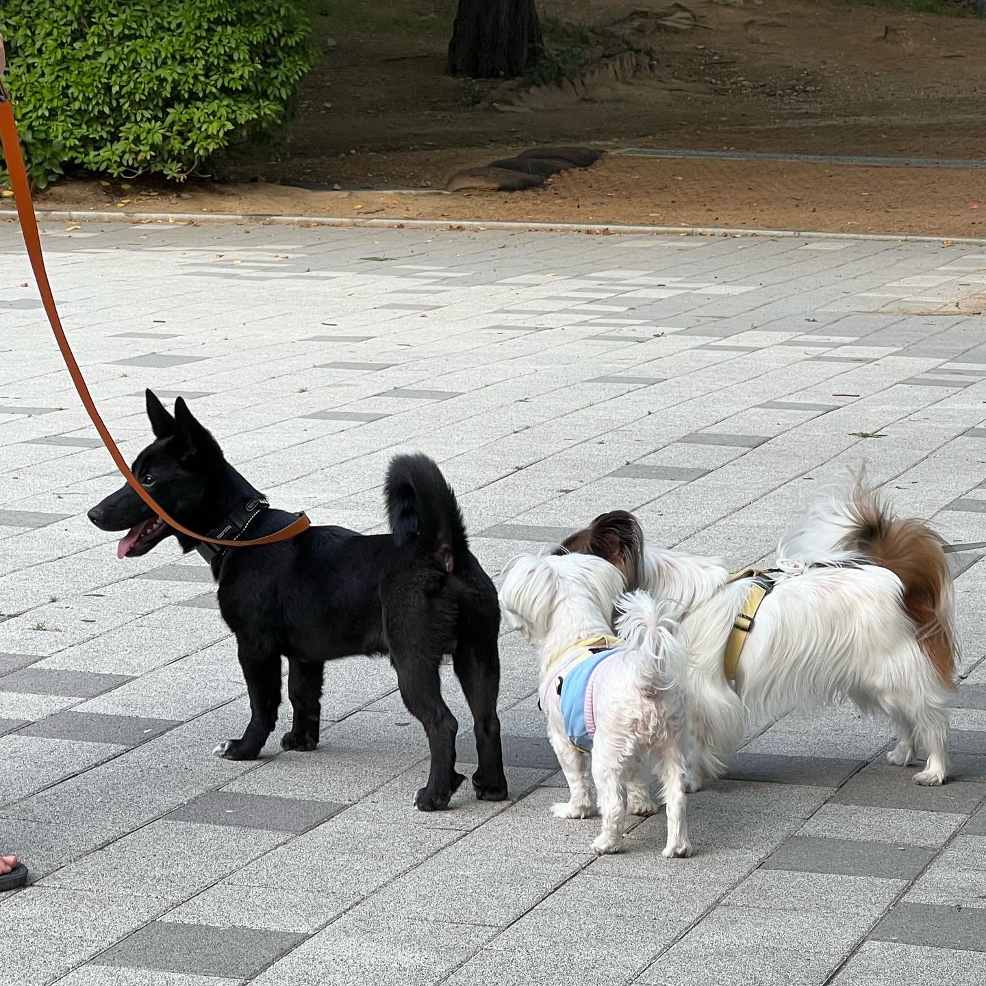 (레드)밤이 소식이에요!