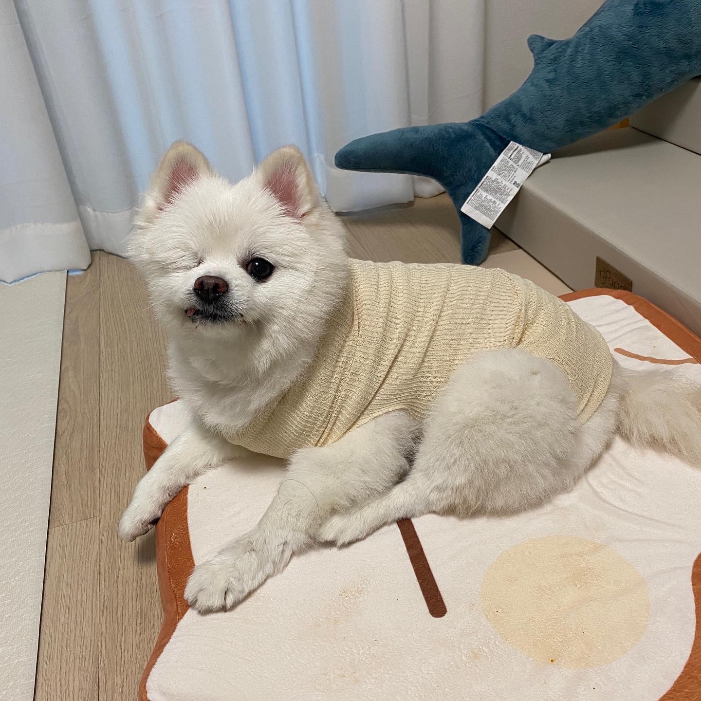 곤지암 번식장 구조견이었던 그림이 입양 후 1년