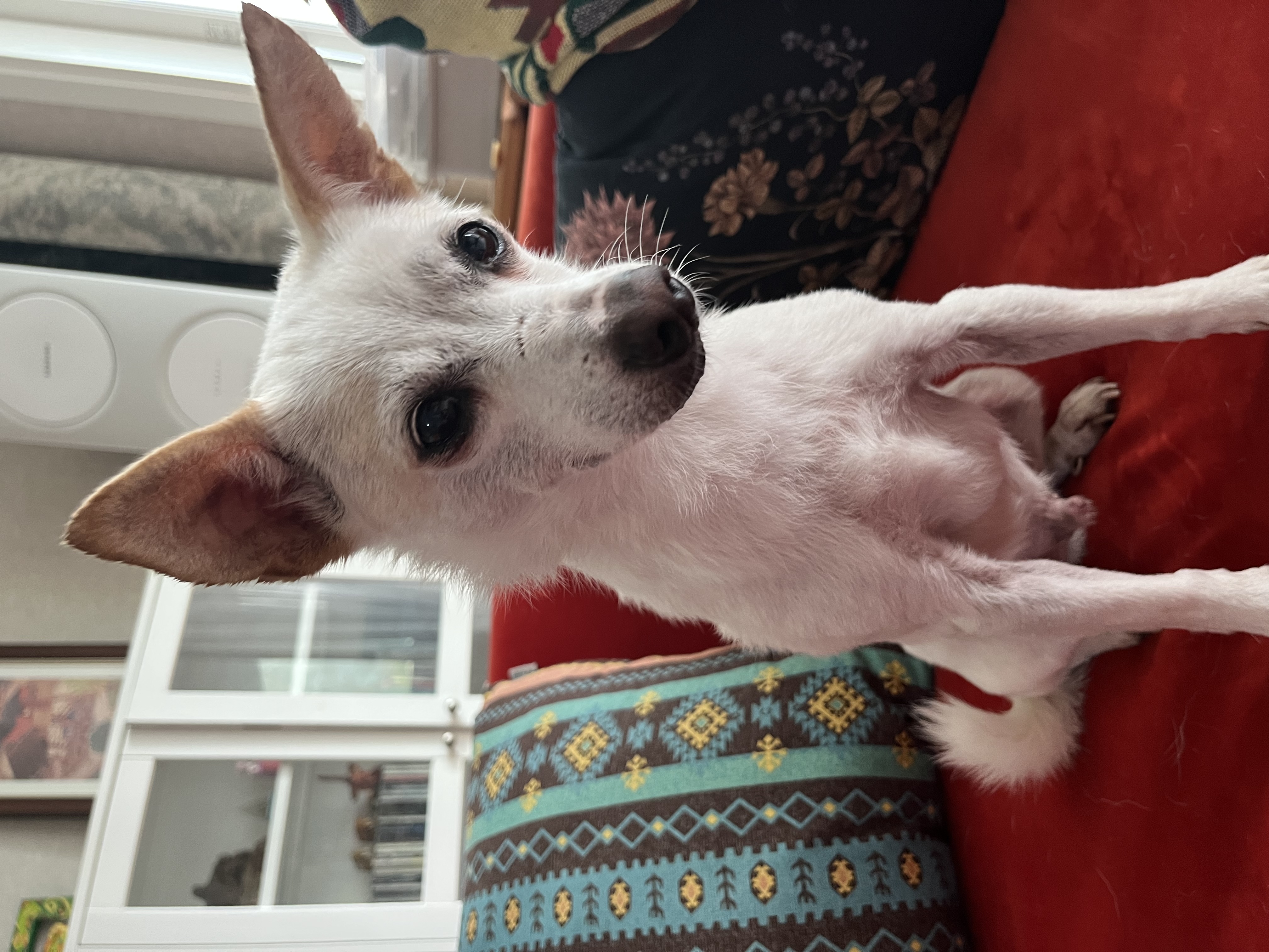 임보 2개월차 울동이 잘 있어요~ 