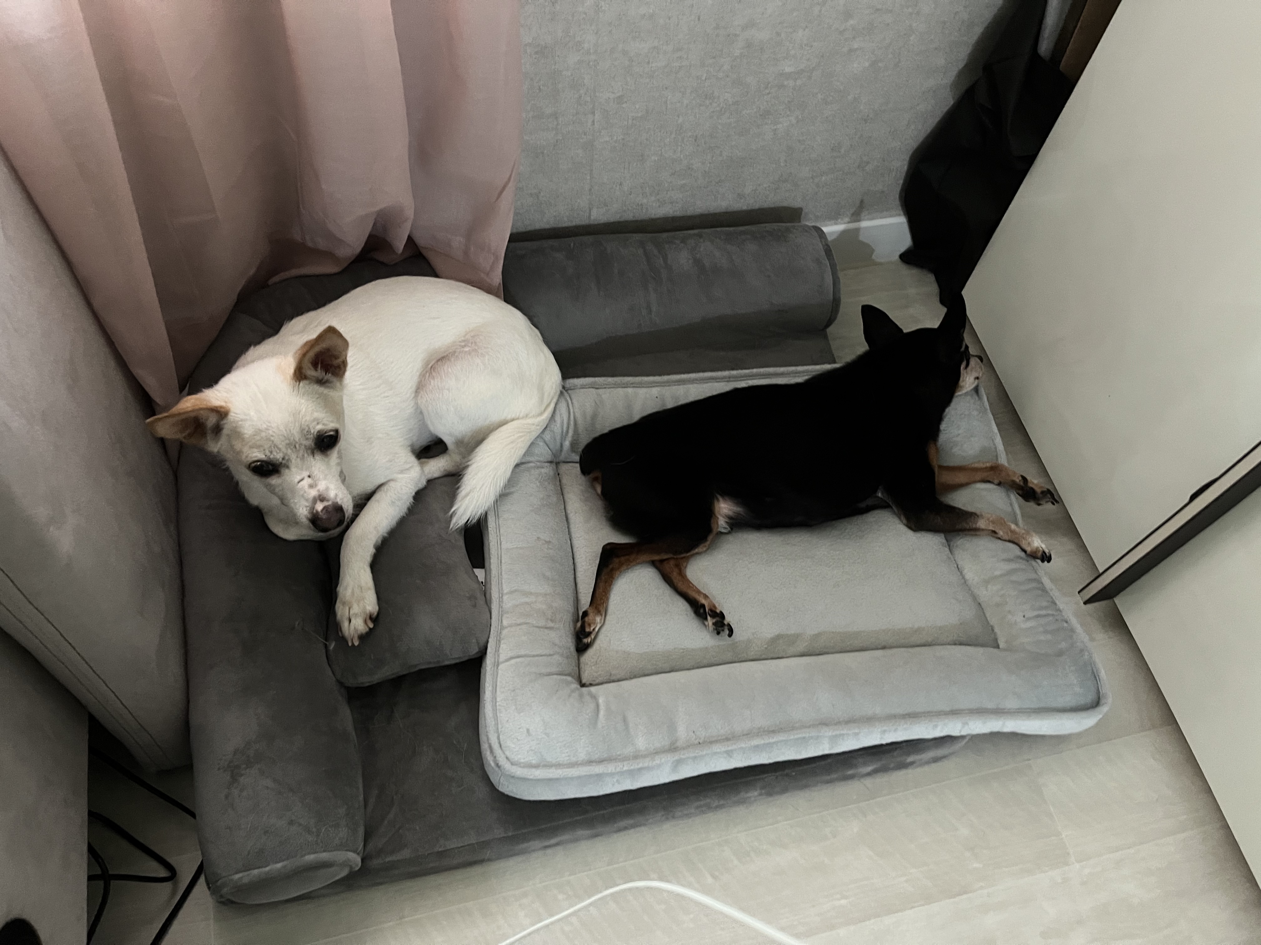 임보 2개월차 울동이 잘 있어요~ 