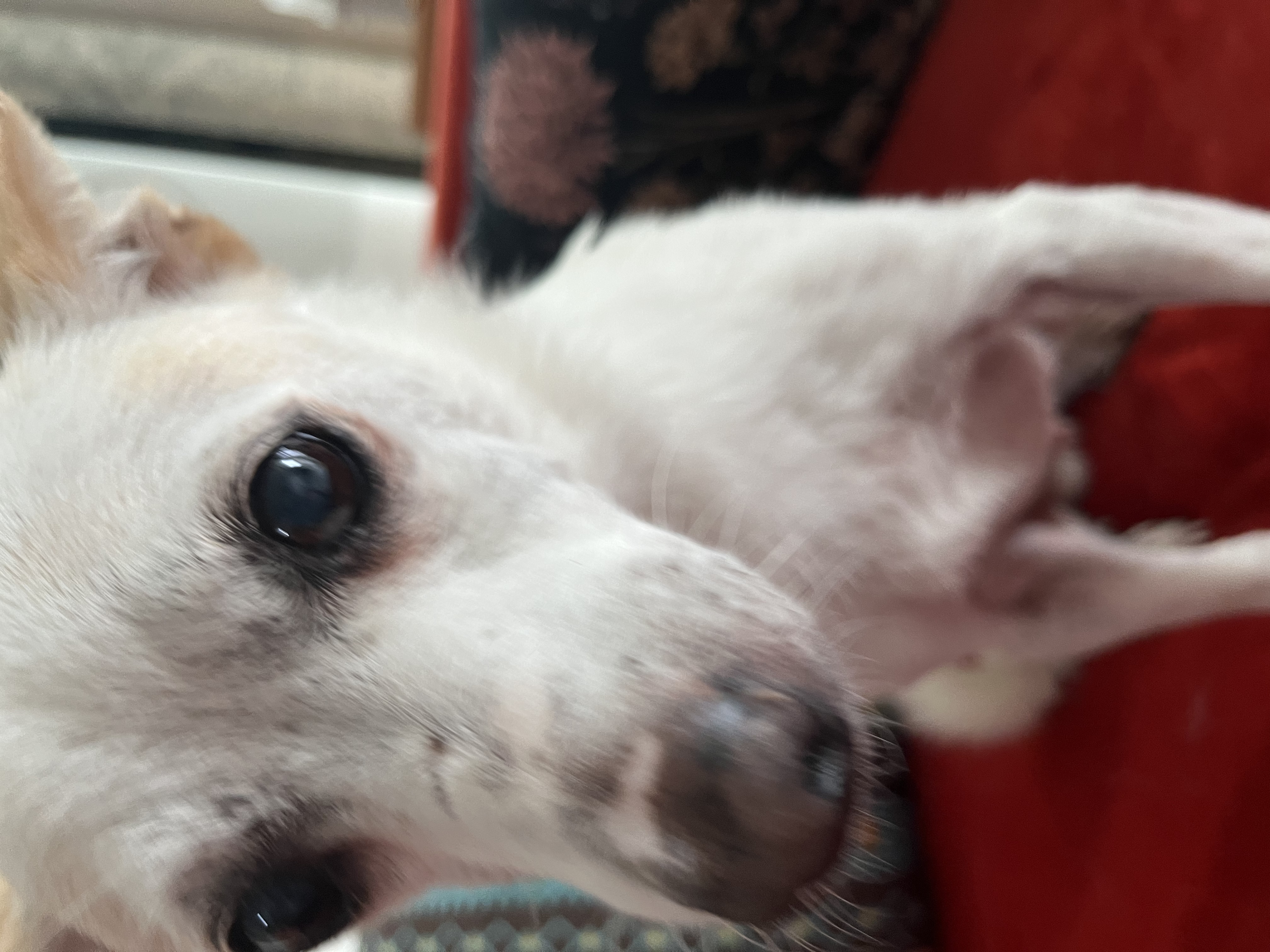 임보 2개월차 울동이 잘 있어요~ 