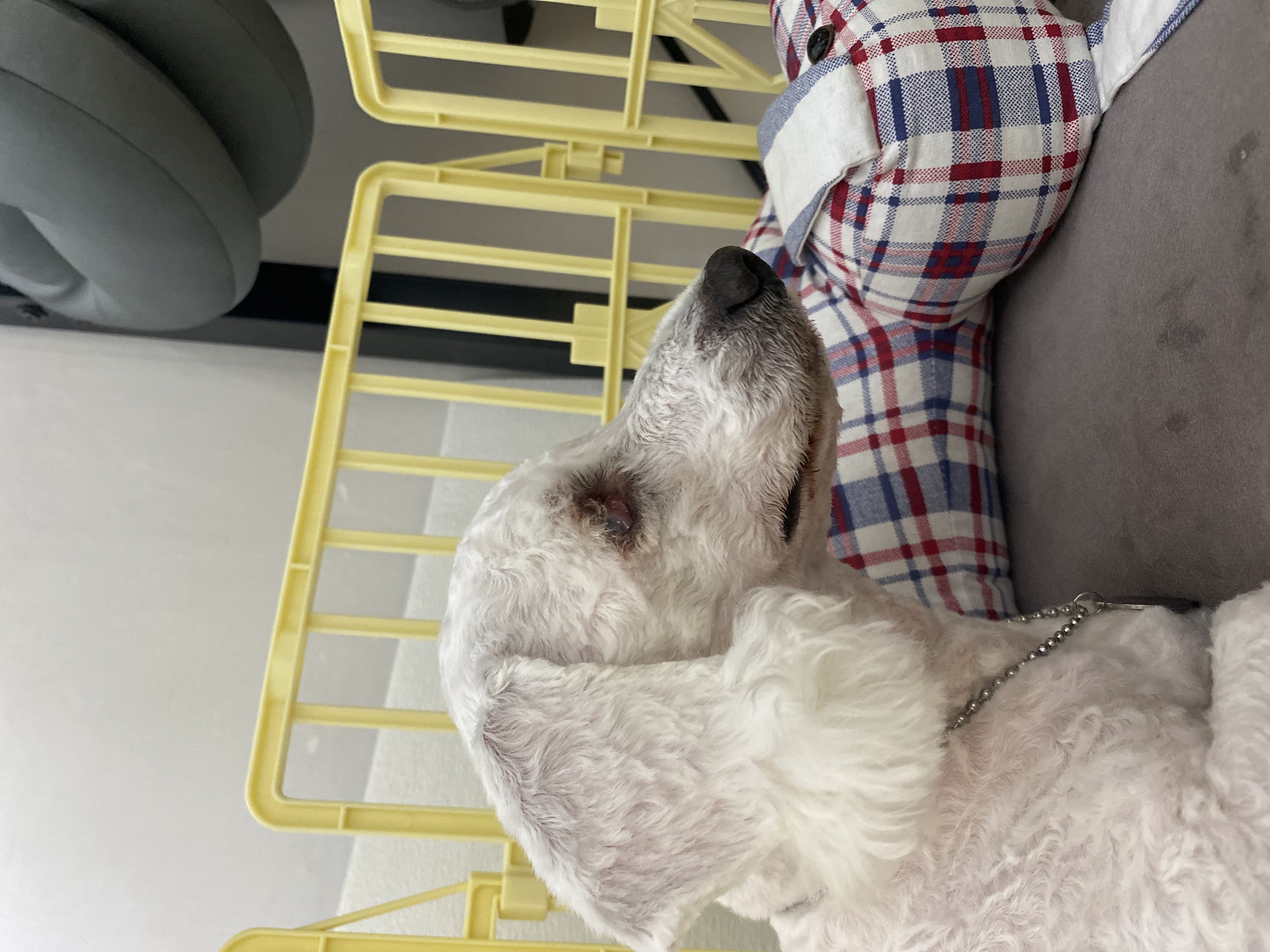 윤랑(곤지암_쟈스민)이의 입양 1주년