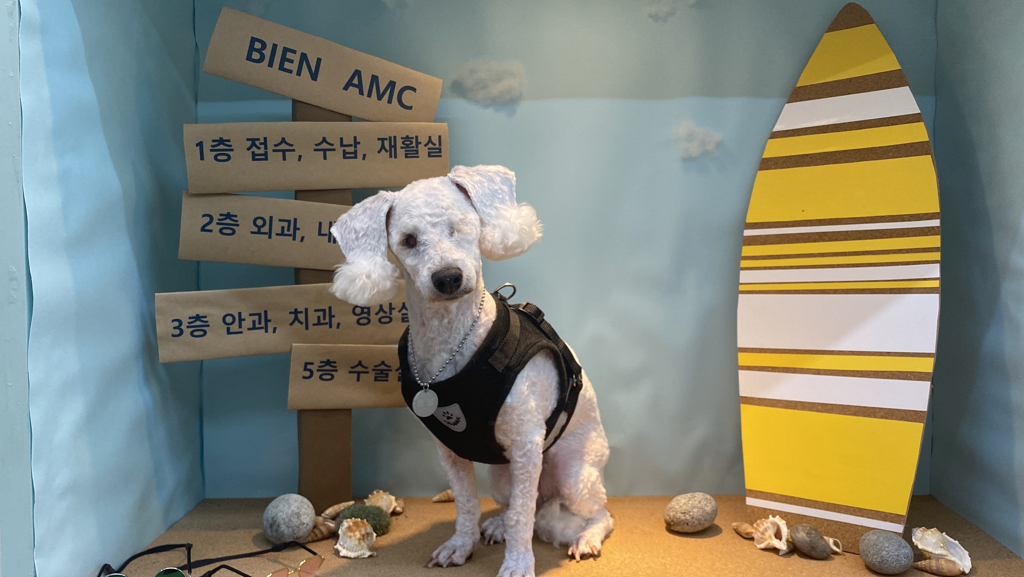 윤랑(곤지암_쟈스민)이의 입양 1주년