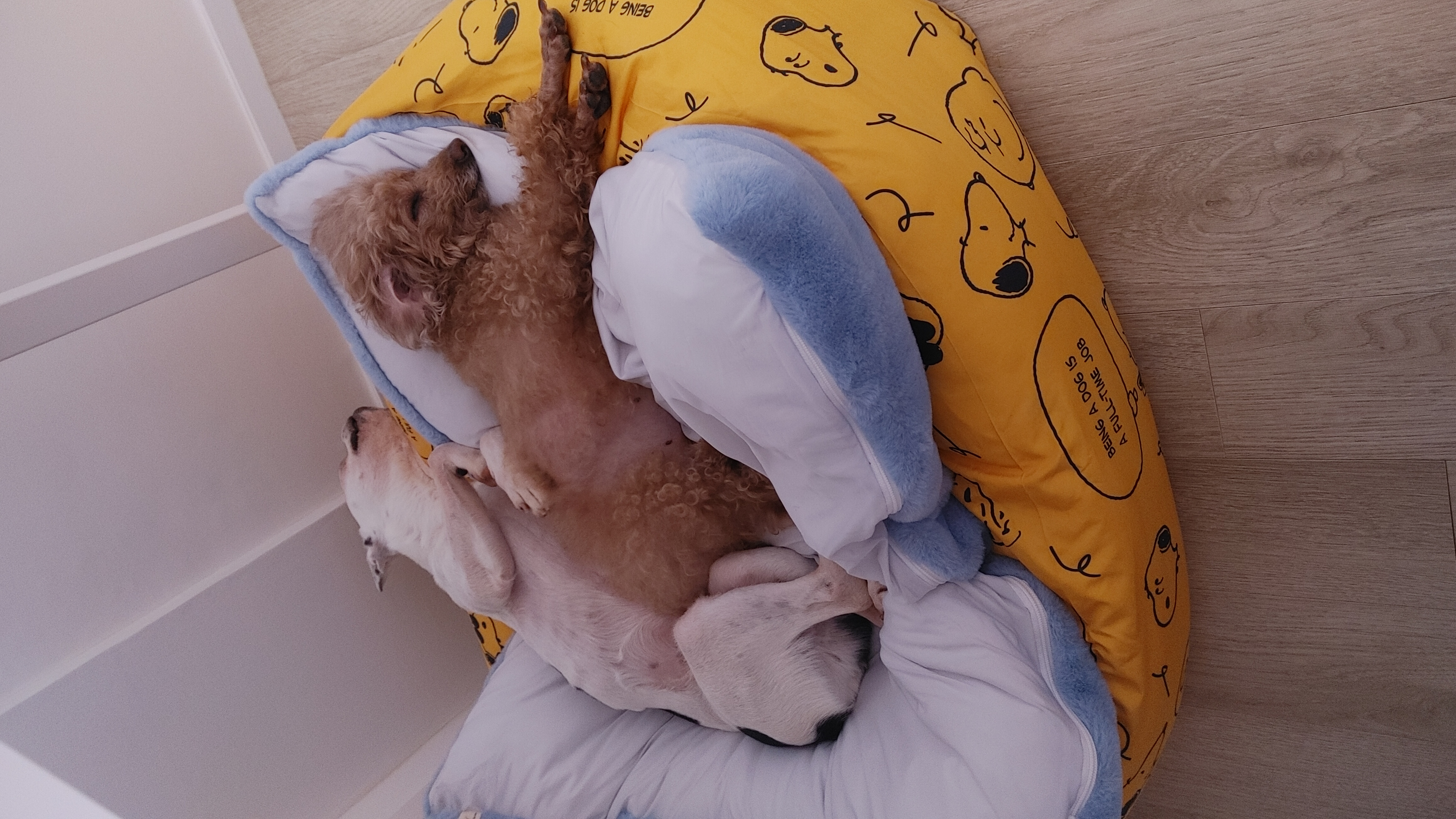 아인이(애디) 일주일차 입양 후기