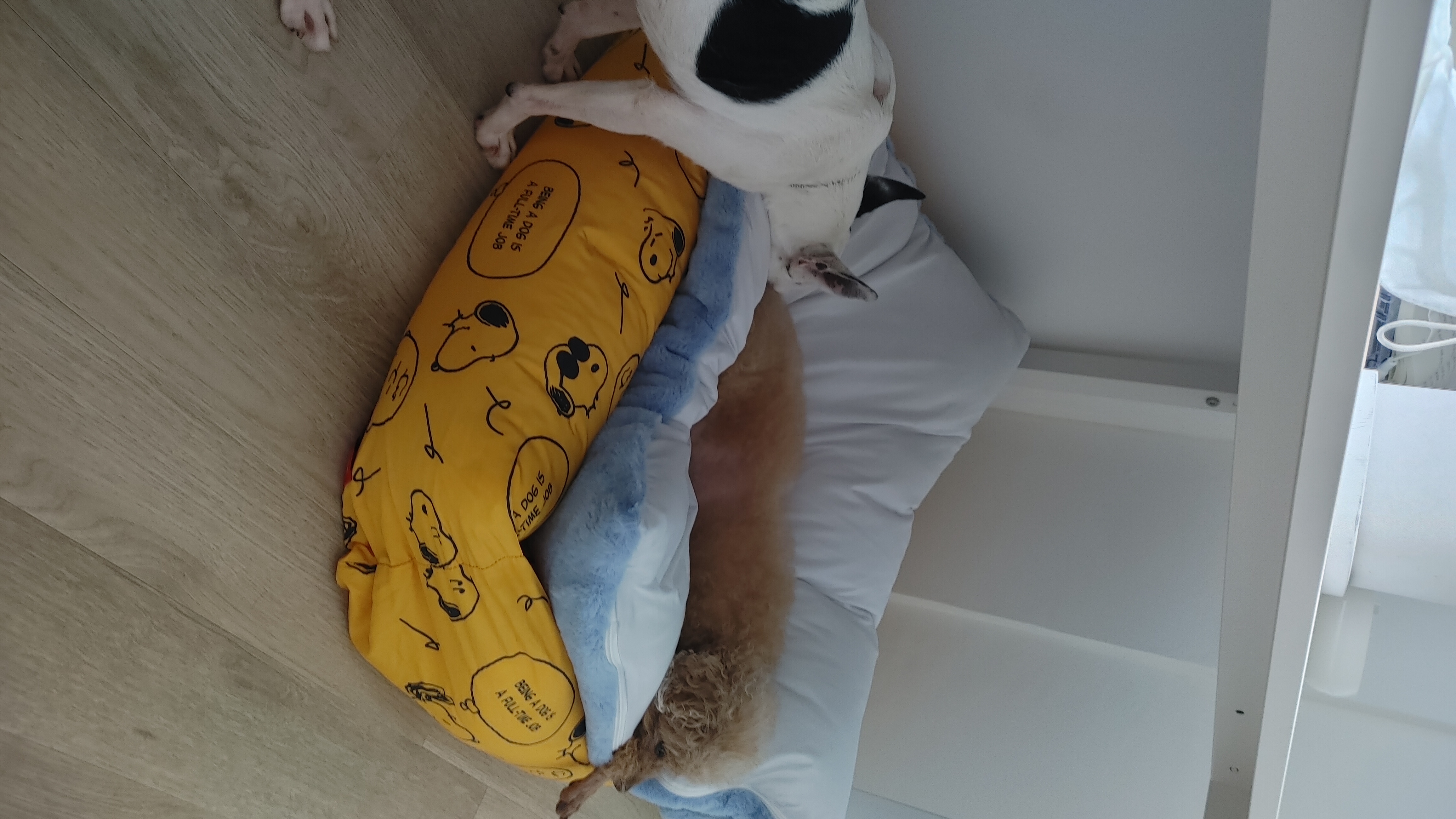 아인이(애디) 일주일차 입양 후기