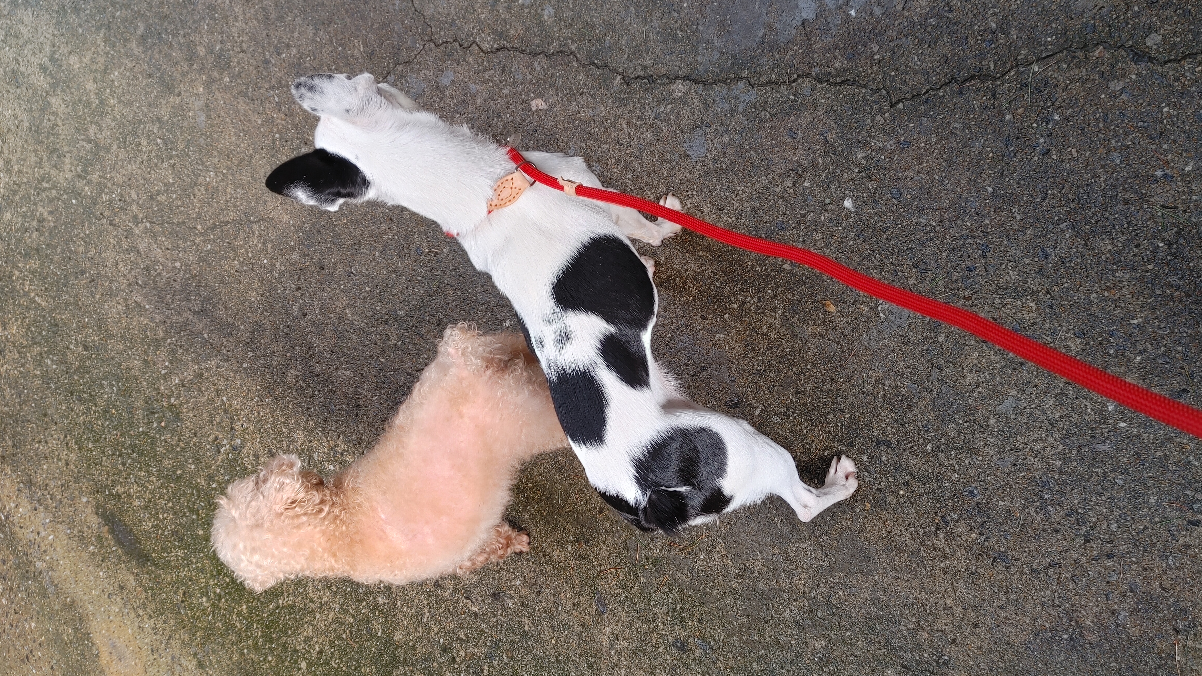 아인이(애디) 일주일차 입양 후기