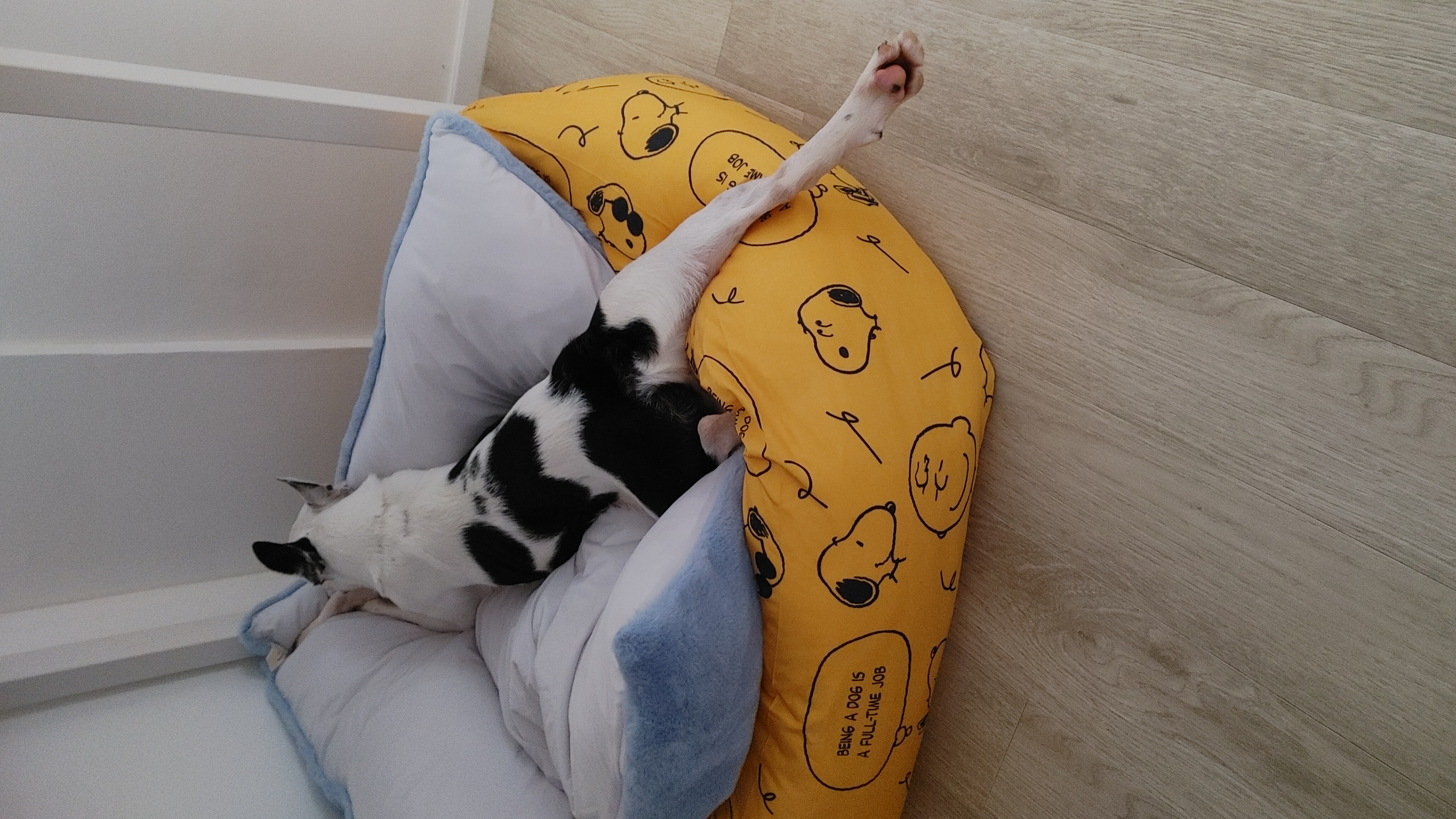 아인이(애디) 일주일차 입양 후기