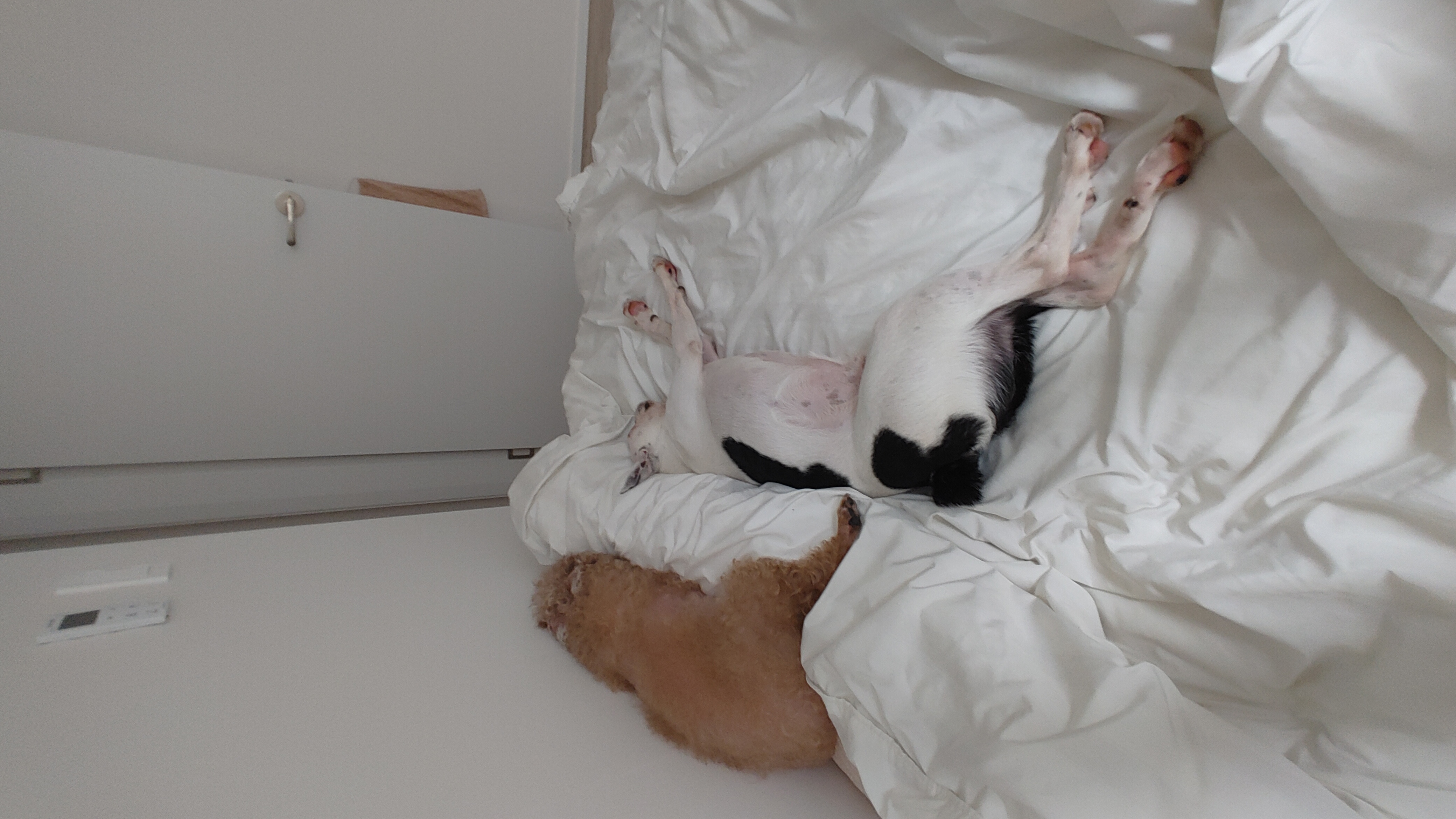 아인이(애디) 일주일차 입양 후기