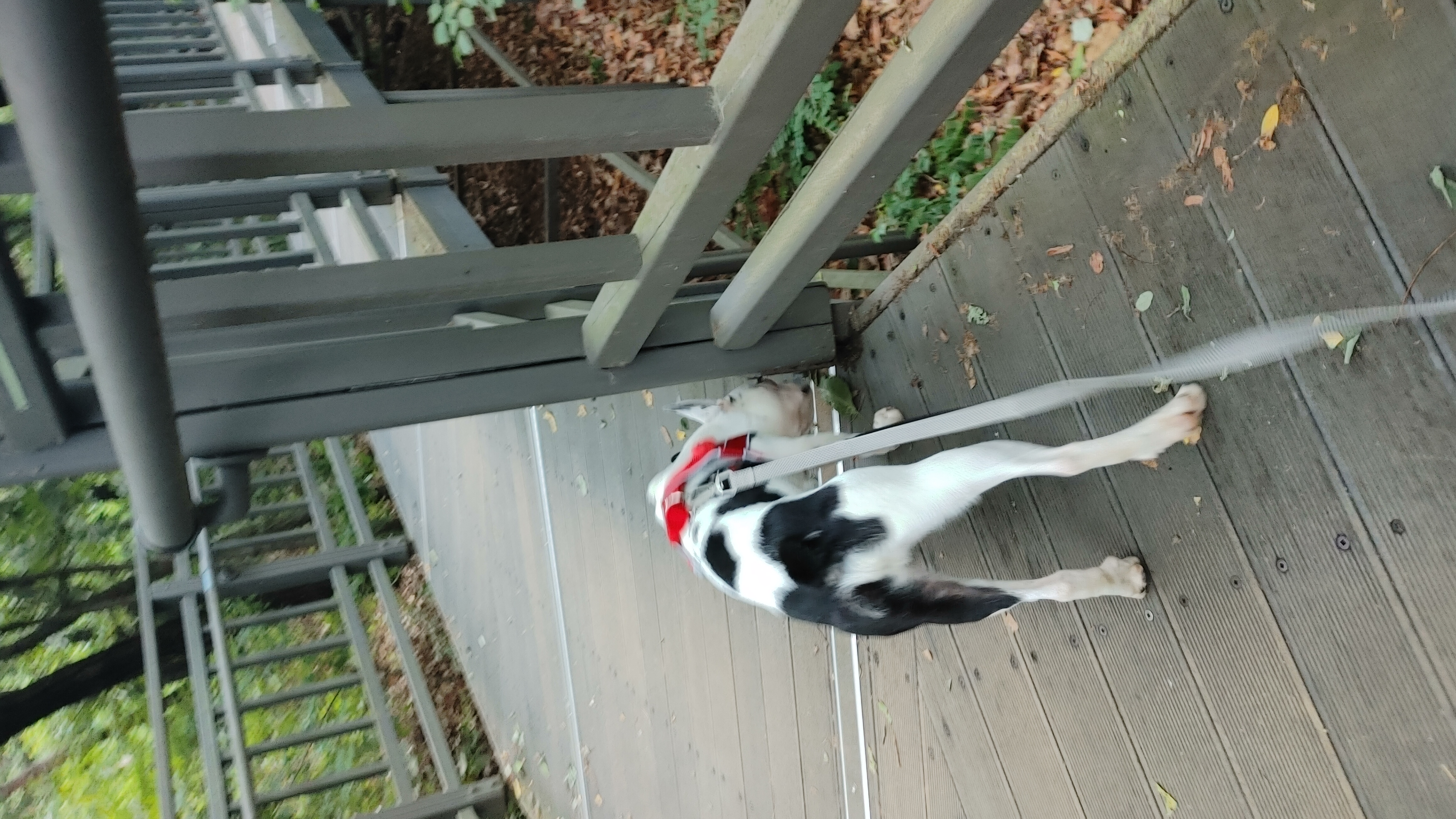 아인이(애디) 일주일차 입양 후기