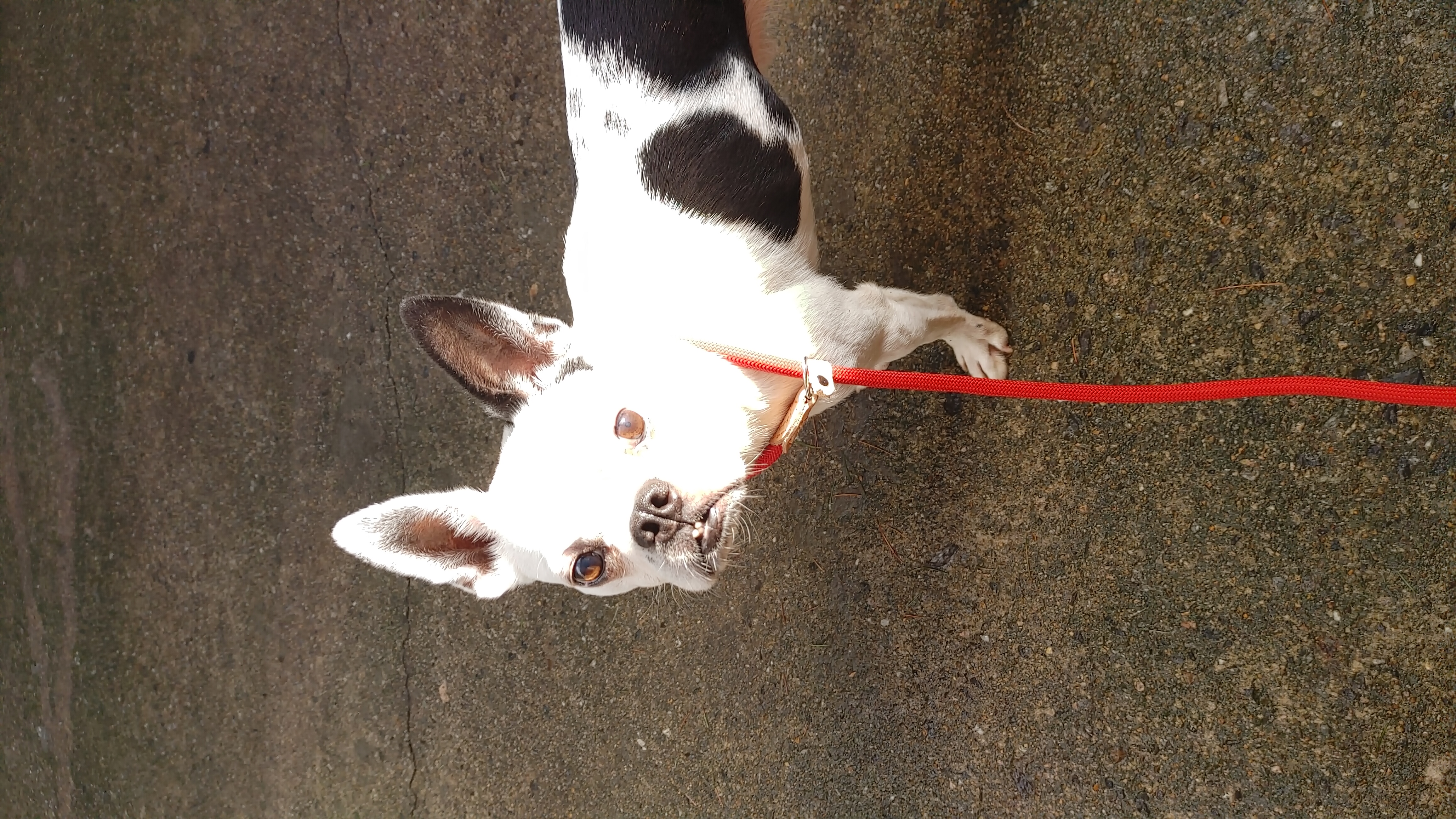 아인이(애디) 일주일차 입양 후기