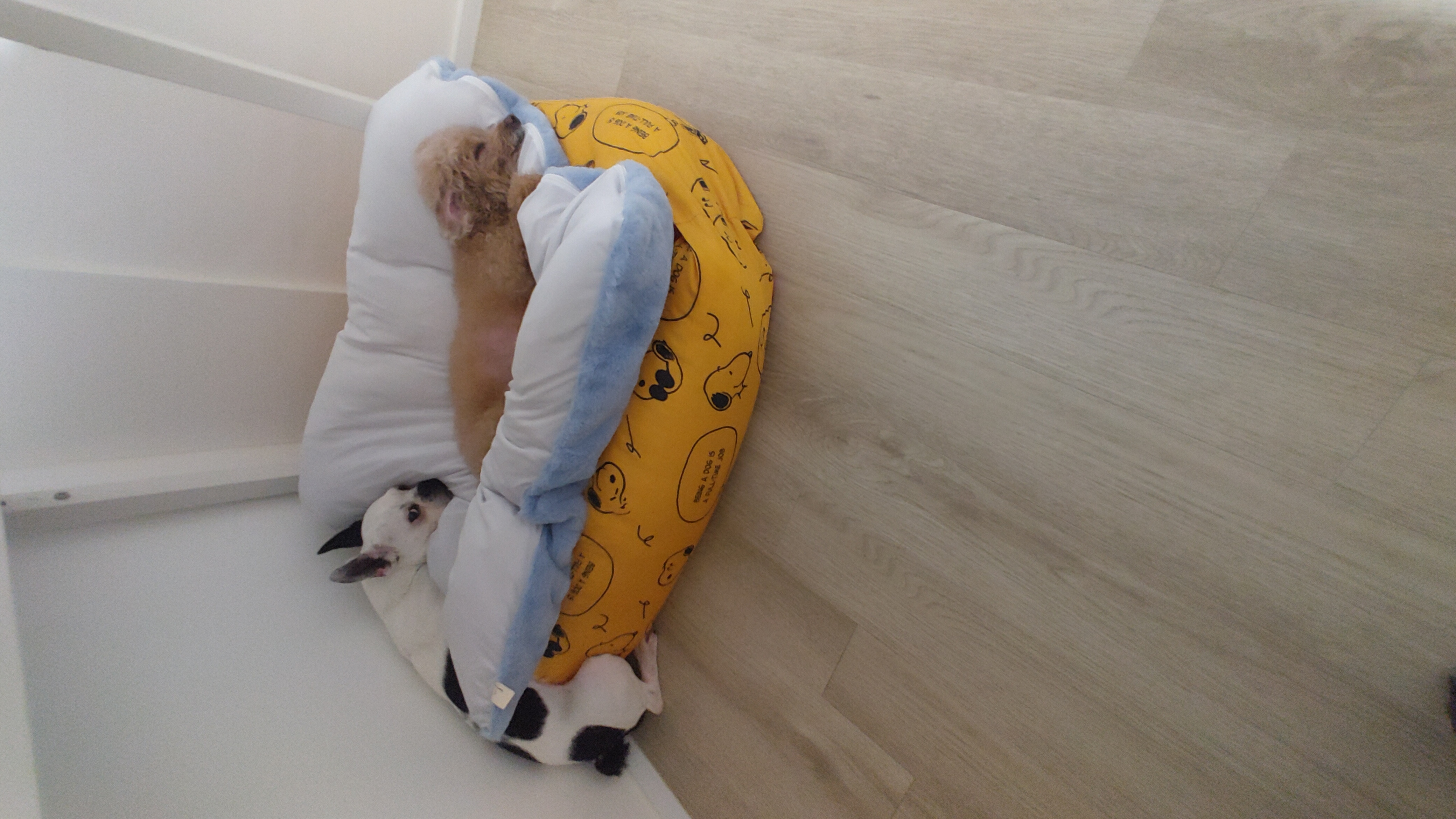 아인이(애디) 일주일차 입양 후기