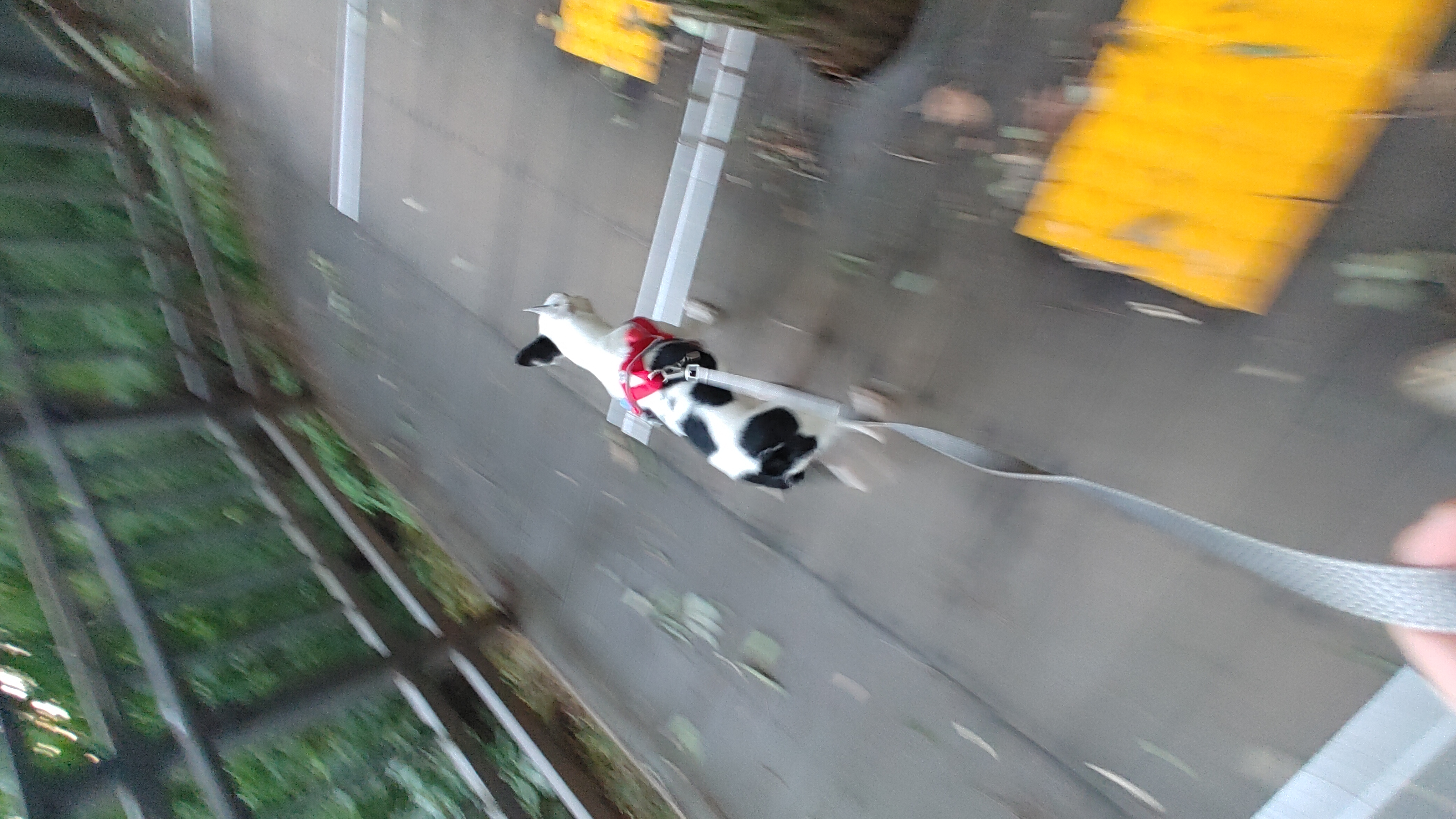 아인이(애디) 일주일차 입양 후기