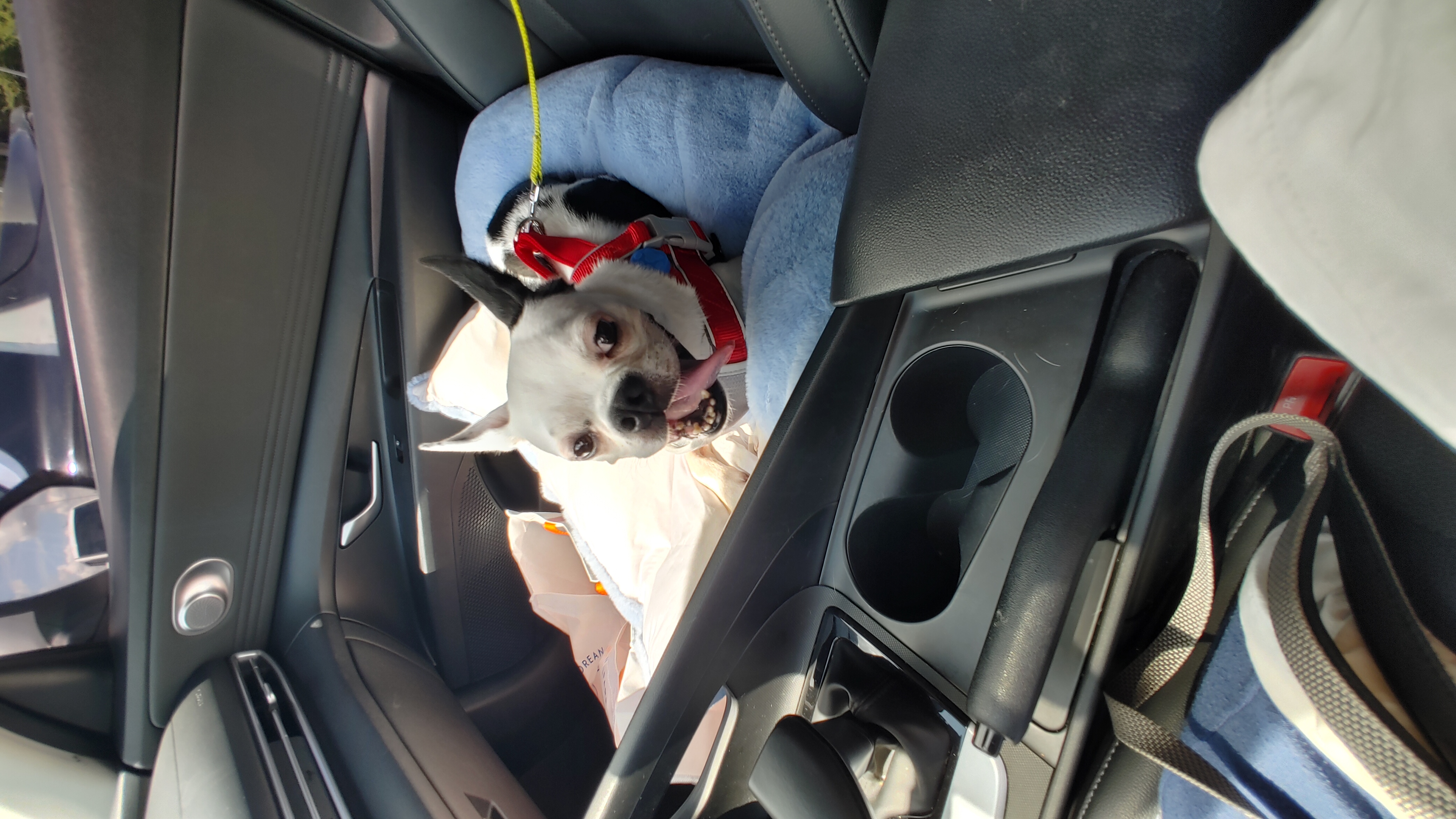 아인이(애디) 일주일차 입양 후기