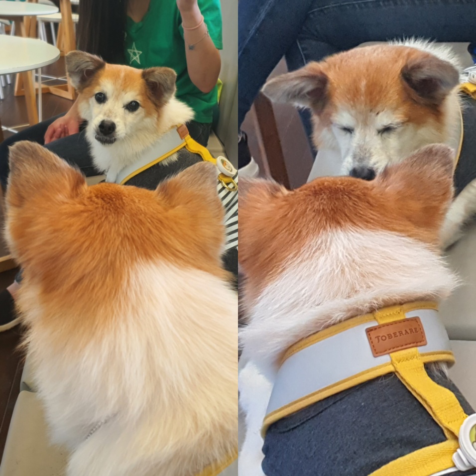 꼬마와 1년이 됐어요!!