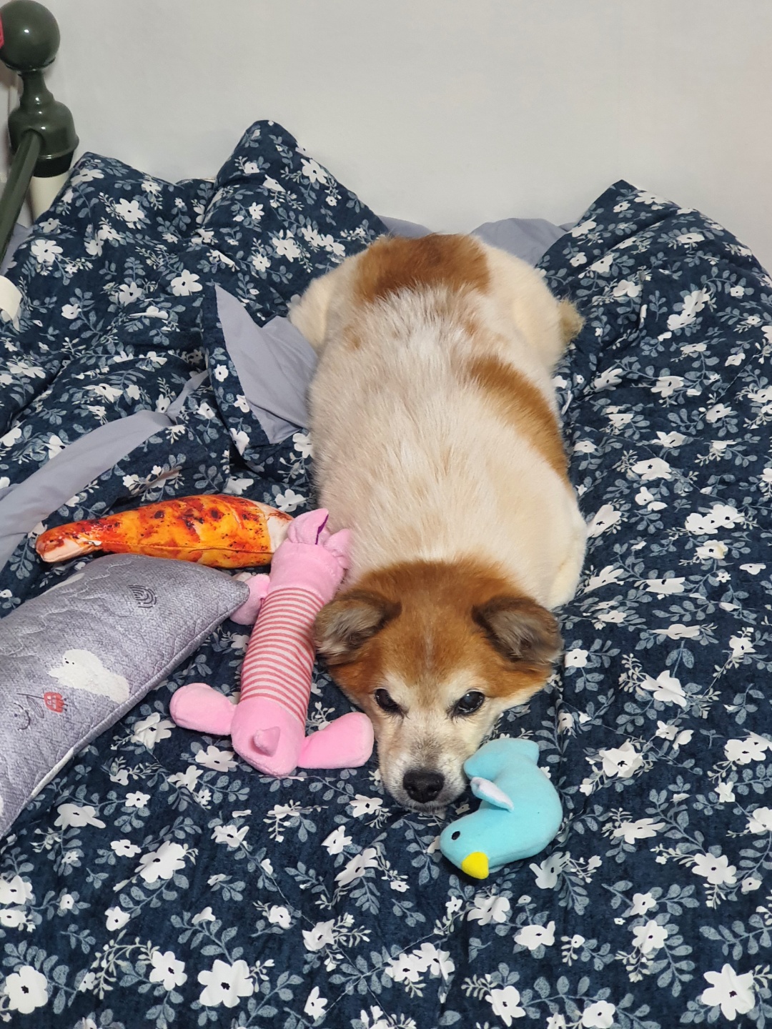 꼬마와 1년이 됐어요!!