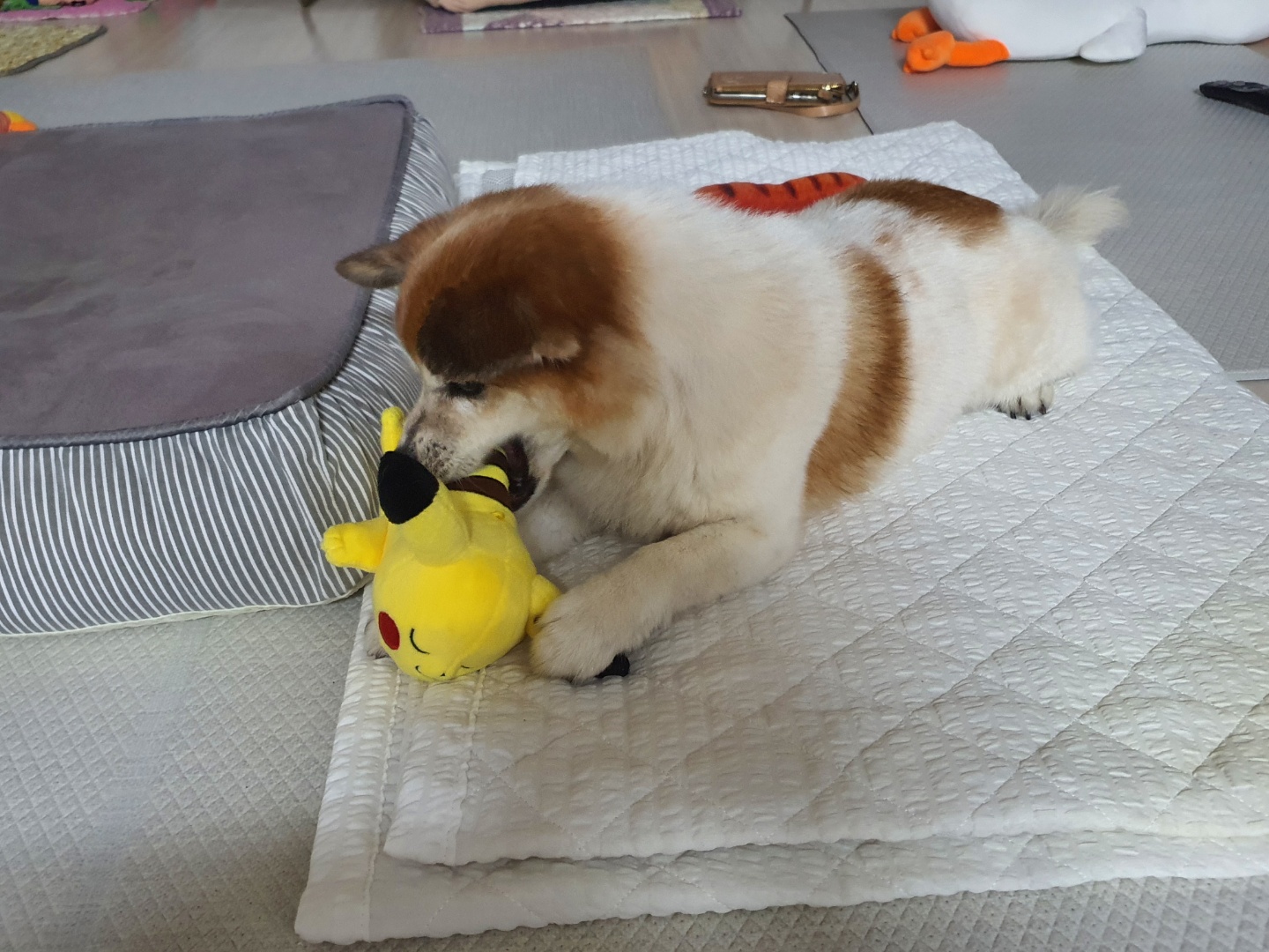 꼬마와 1년이 됐어요!!