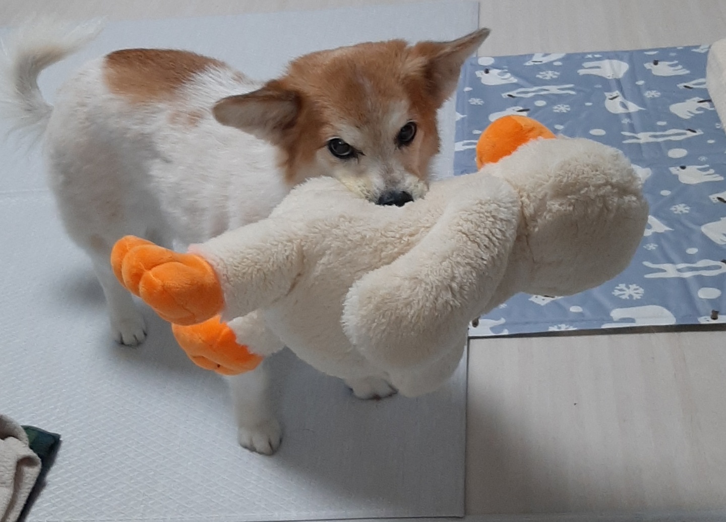 꼬마와 1년이 됐어요!!