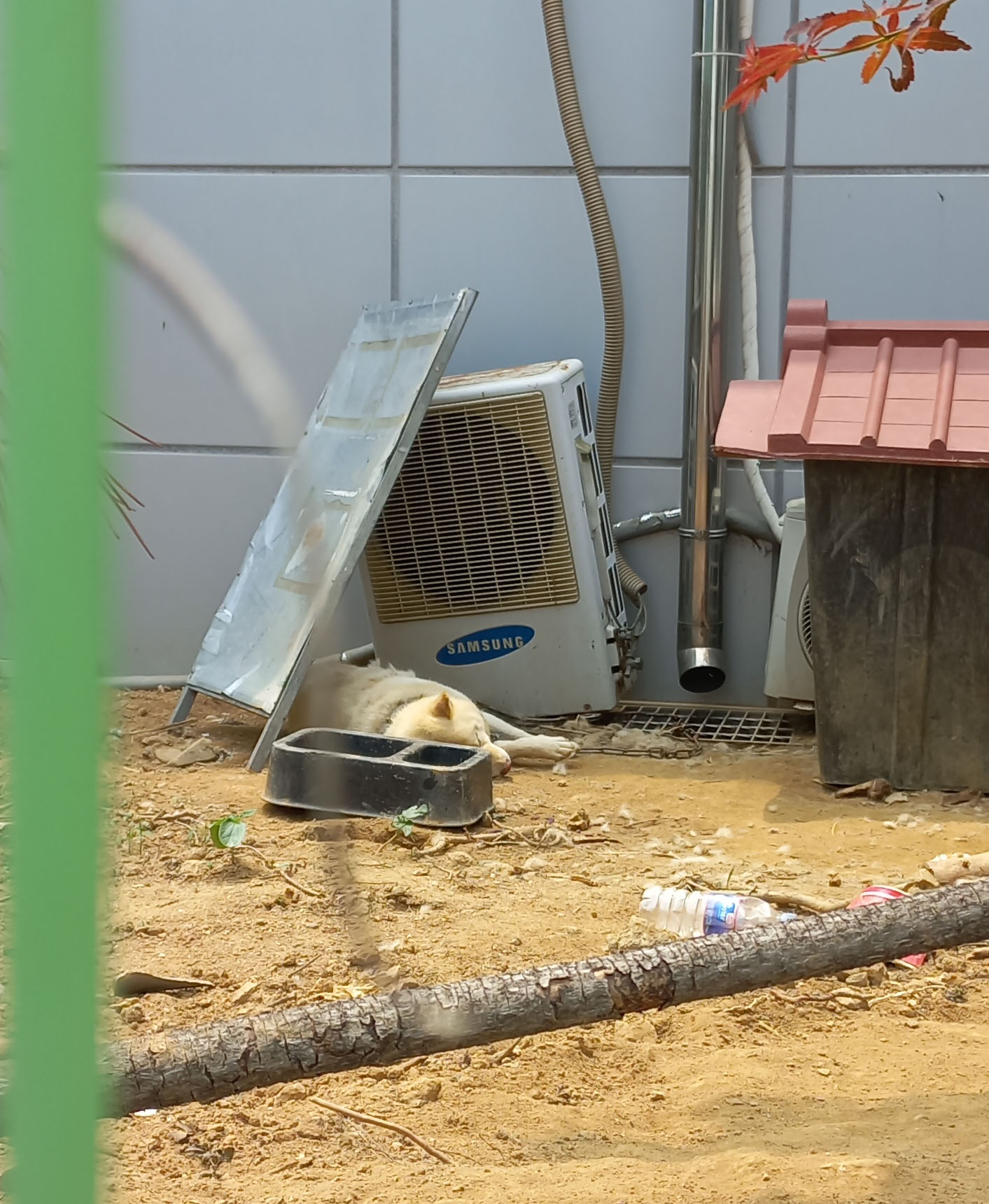더위에 죽어가는 강아지들을 살려주세요 묶여서 방치되고 있어요