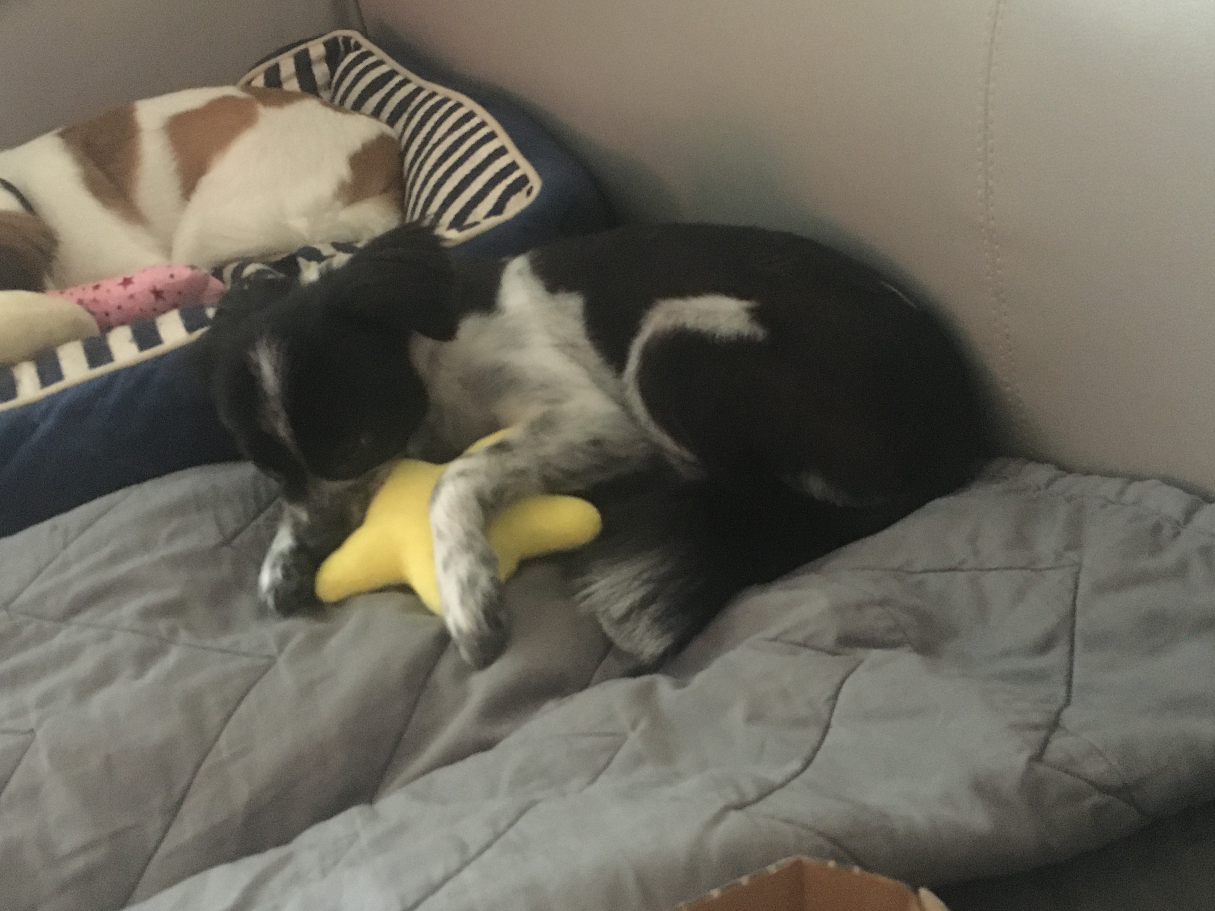 둘째 엘라는 잘 적응하고 있습니다.