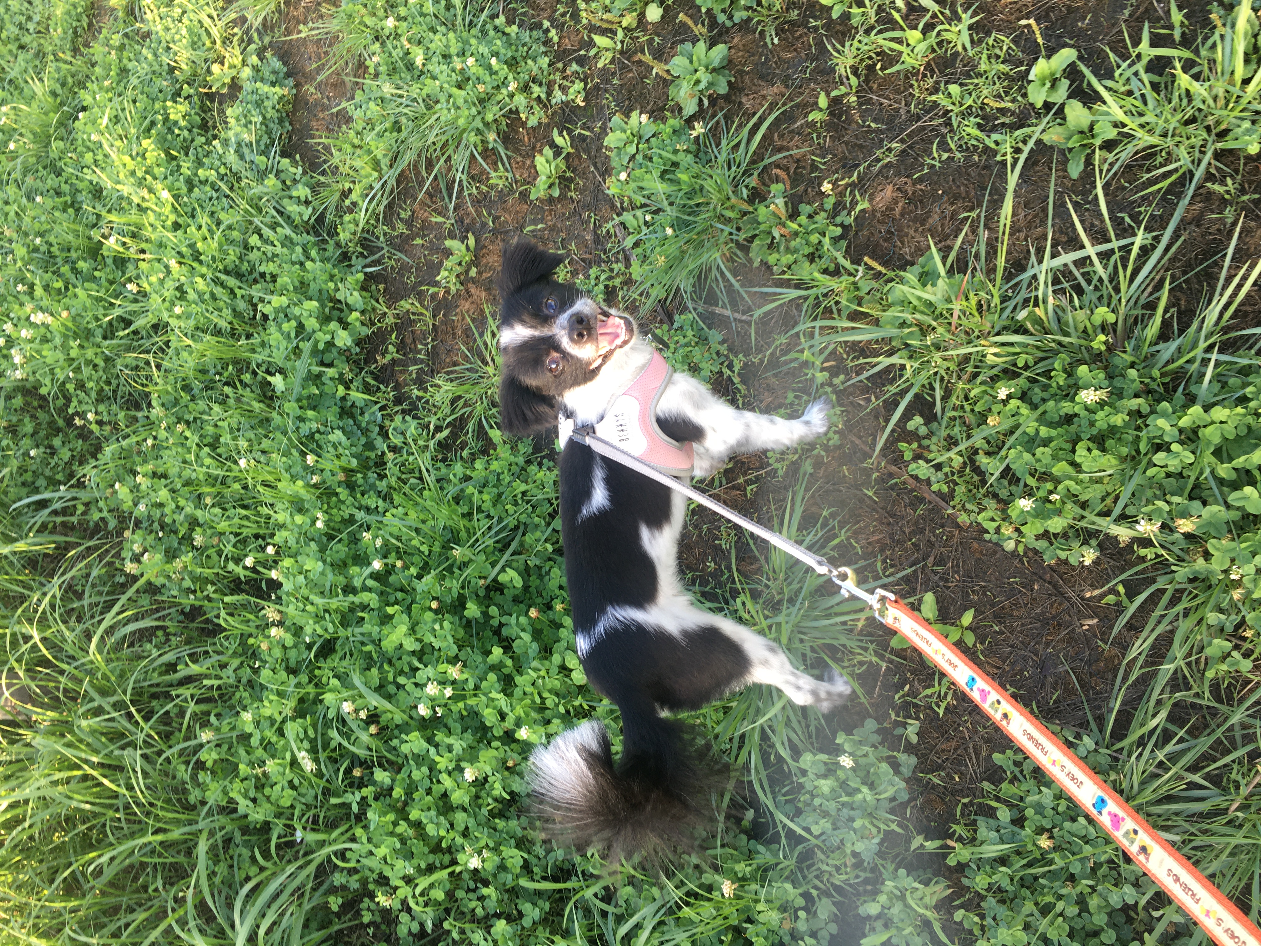 둘째 엘라는 잘 적응하고 있습니다.