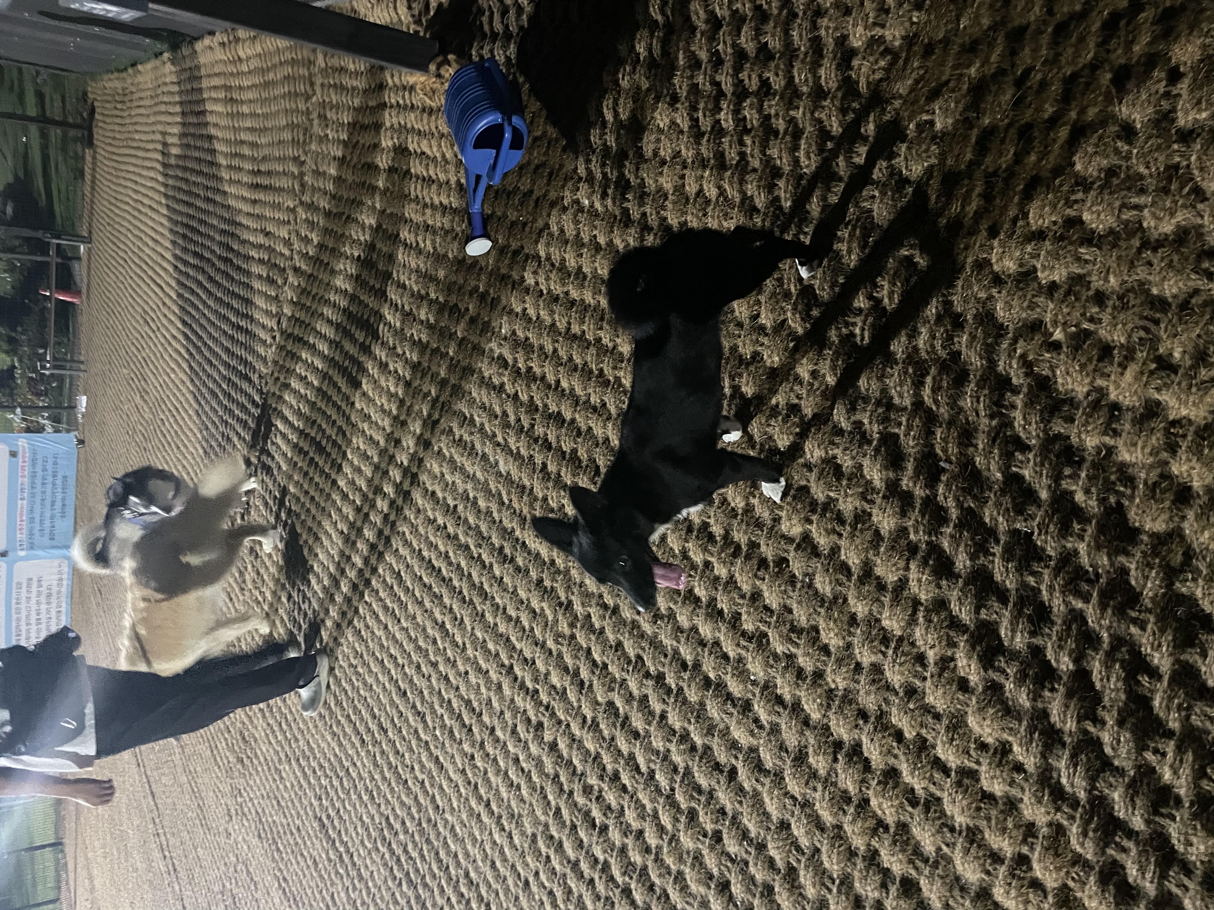 그린이(짱어) 입양 후 한달 소식입니다~