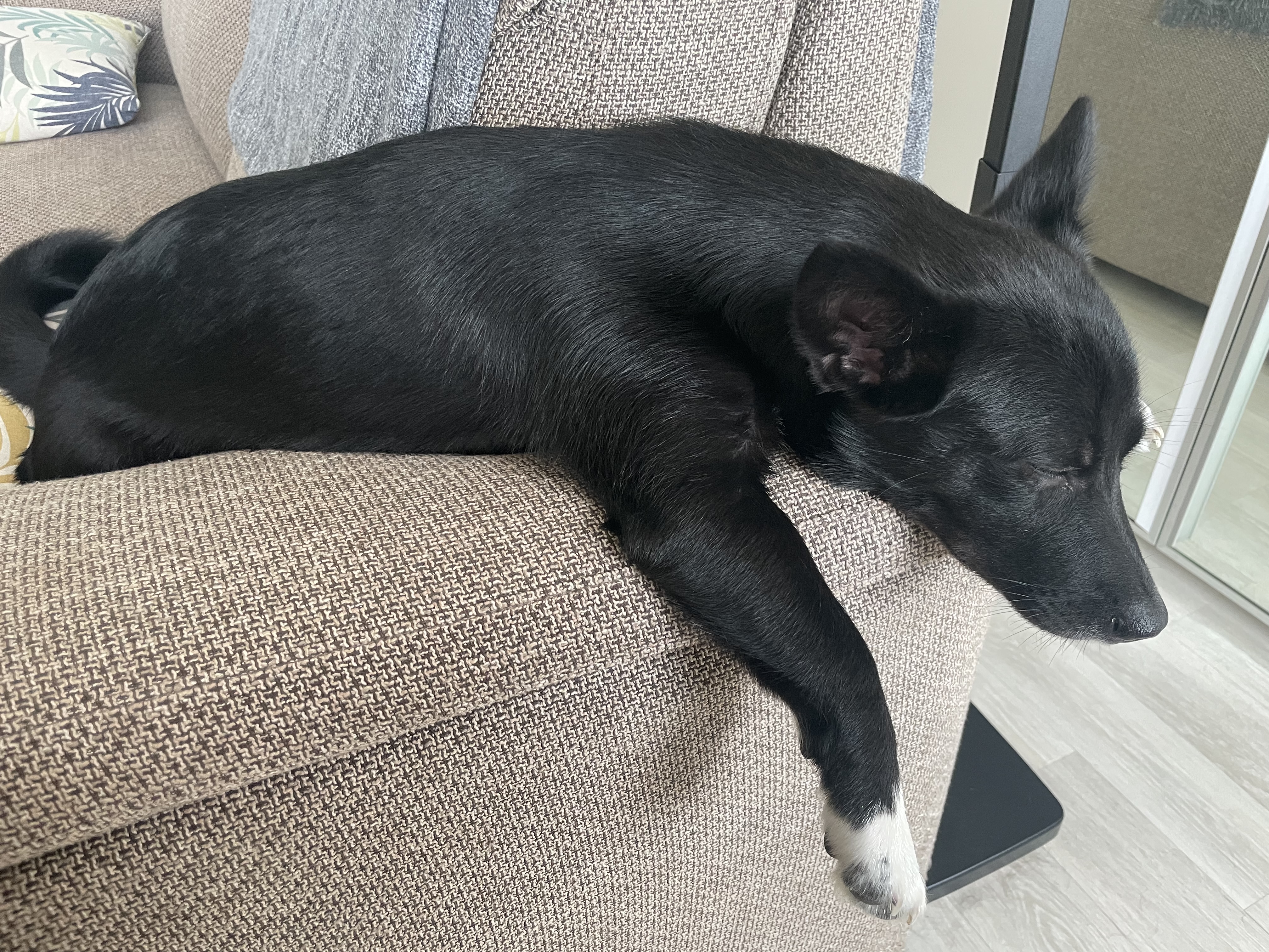 그린이(짱어) 입양 후 한달 소식입니다~