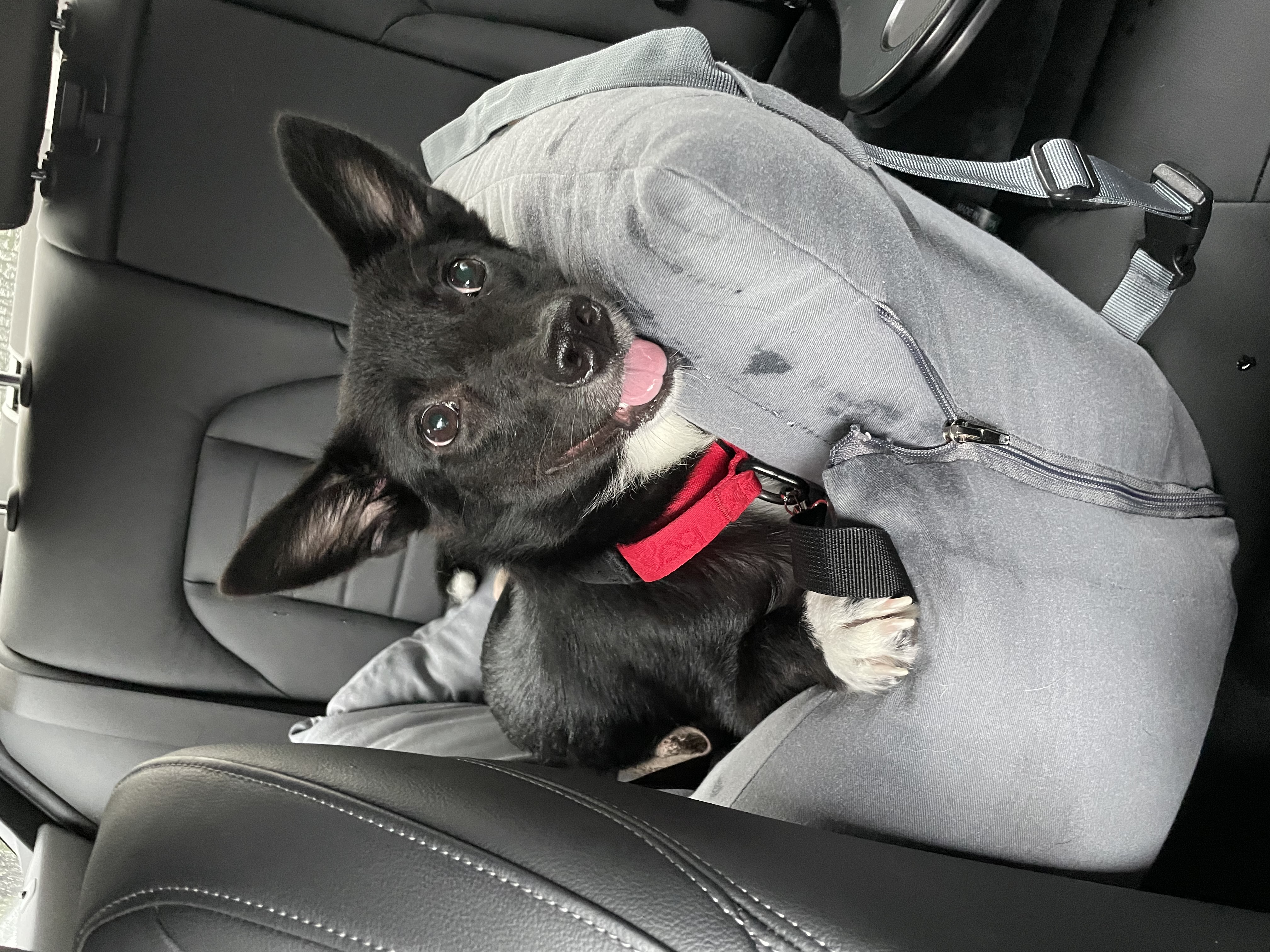 그린이(짱어) 입양 후 한달 소식입니다~