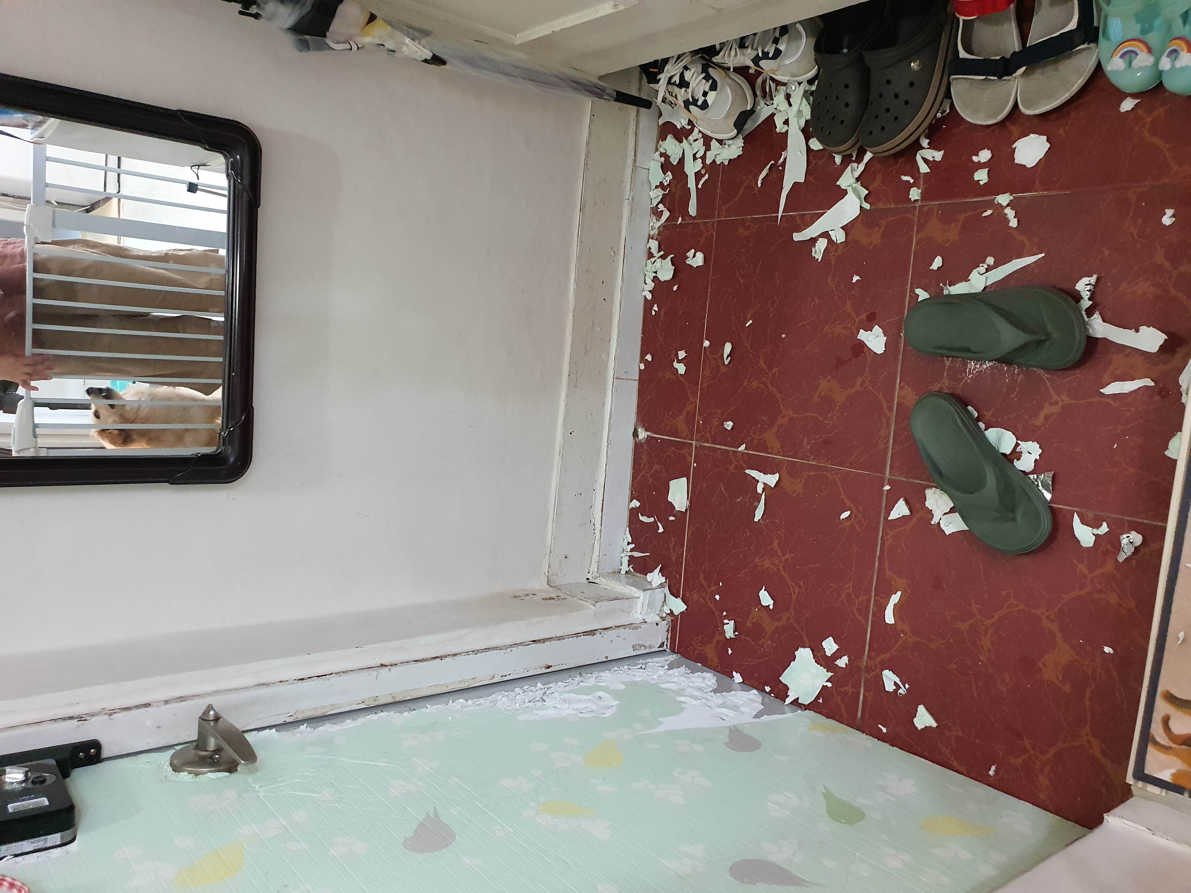 자몽이(육콩이)와 함께한 일주일