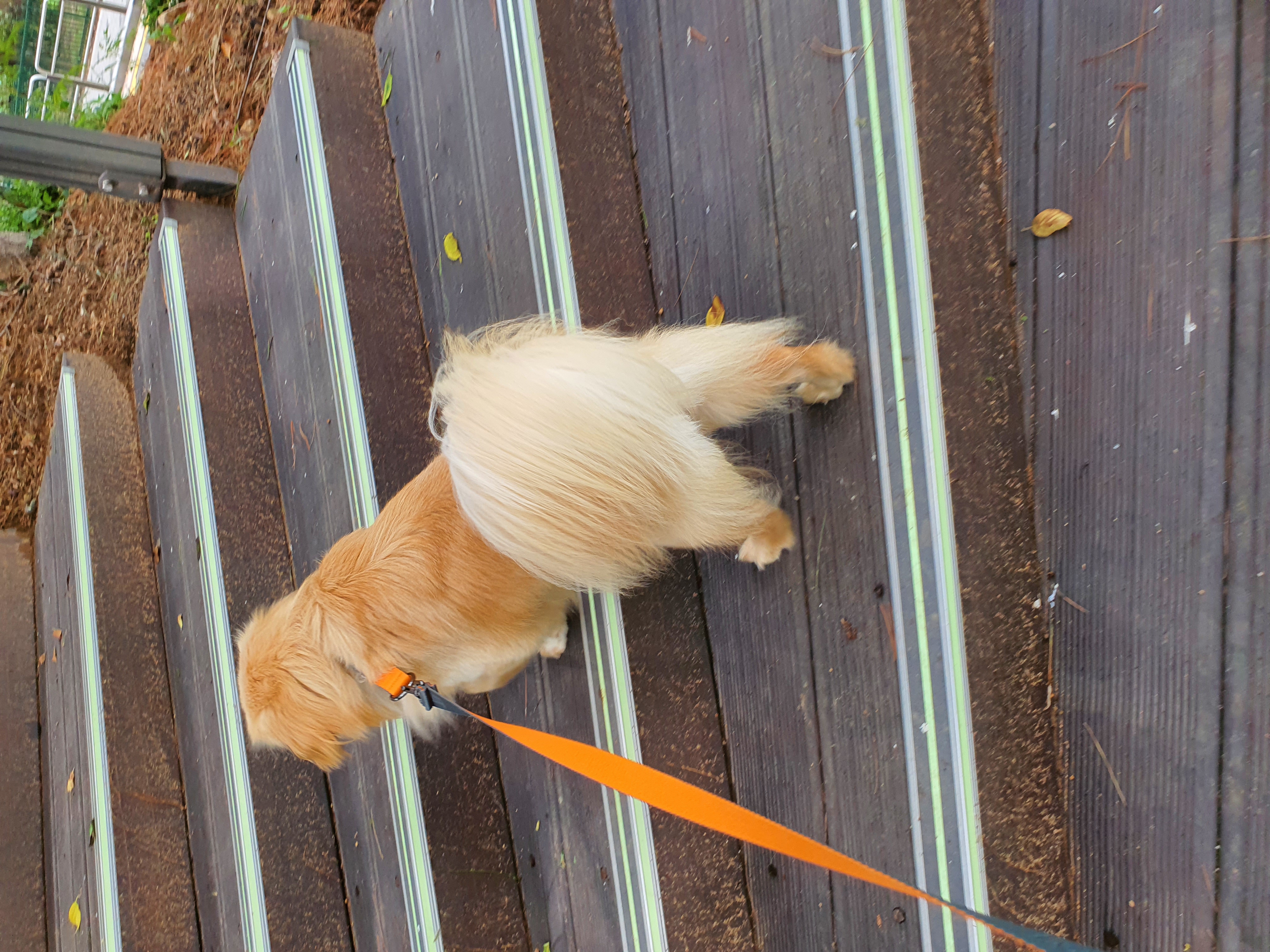 자몽이(육콩이)와 함께한 일주일