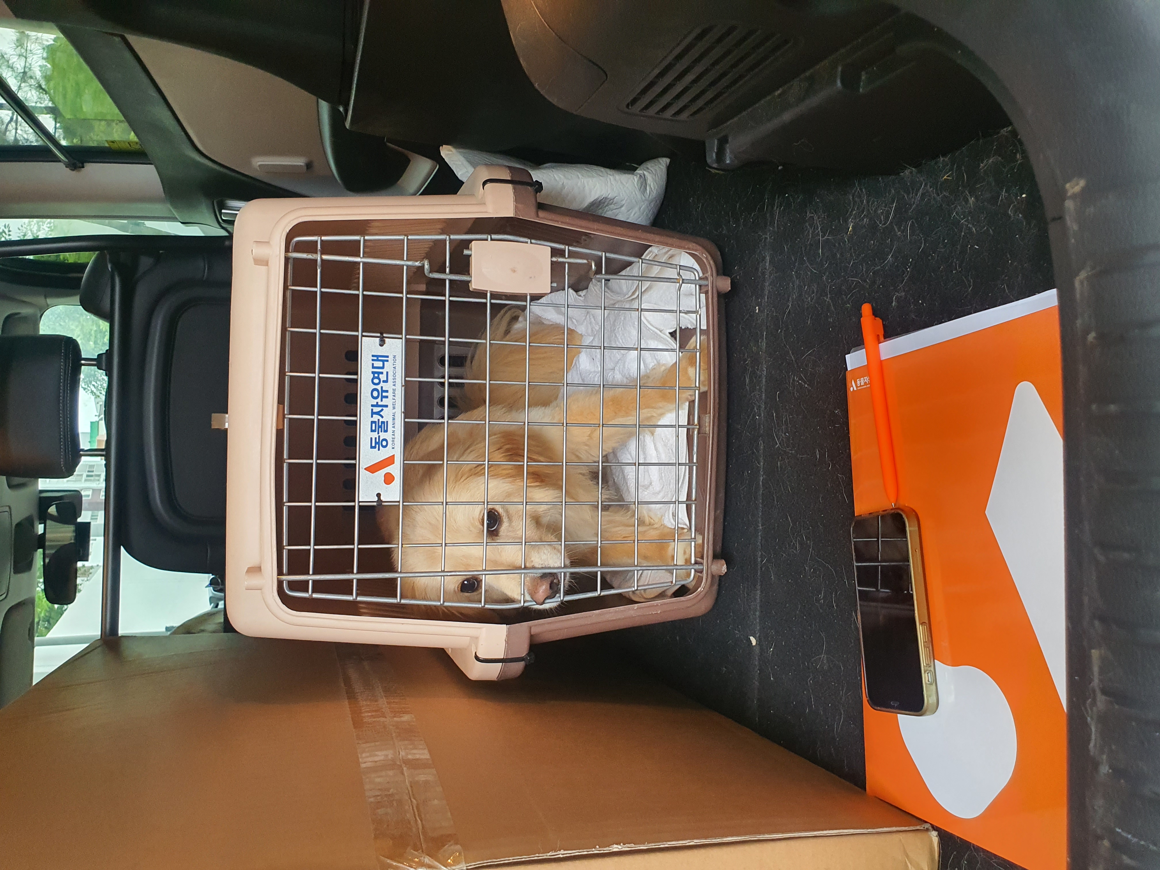 자몽이(육콩이)와 함께한 일주일