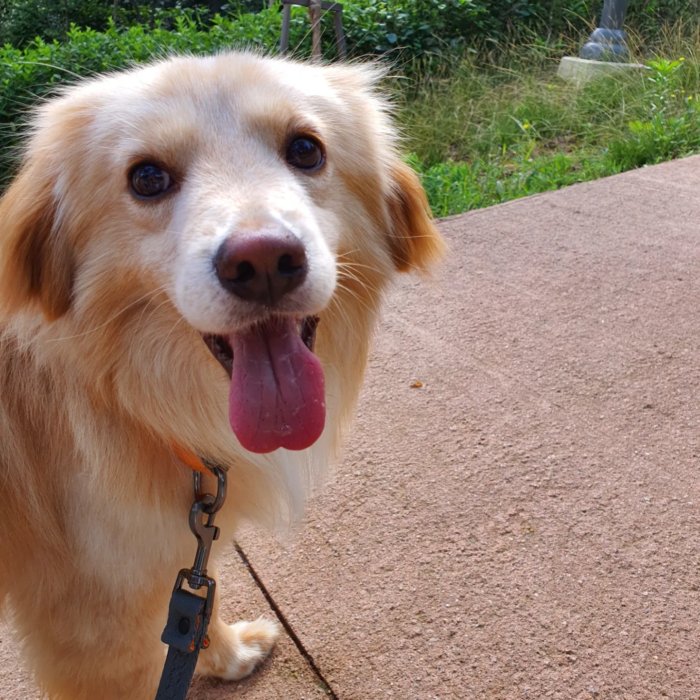 자몽이(육콩이)와 함께한 일주일