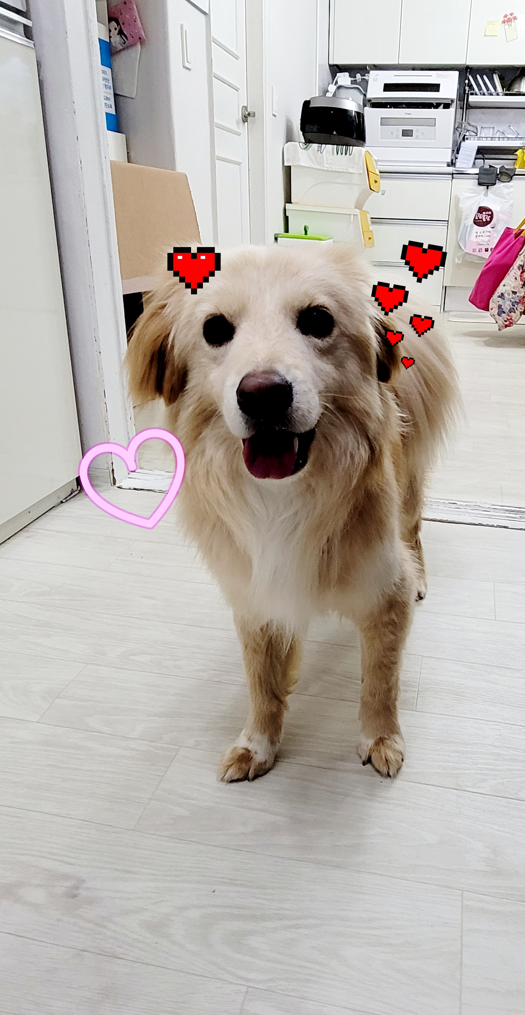 자몽이(육콩이)와 함께한 일주일