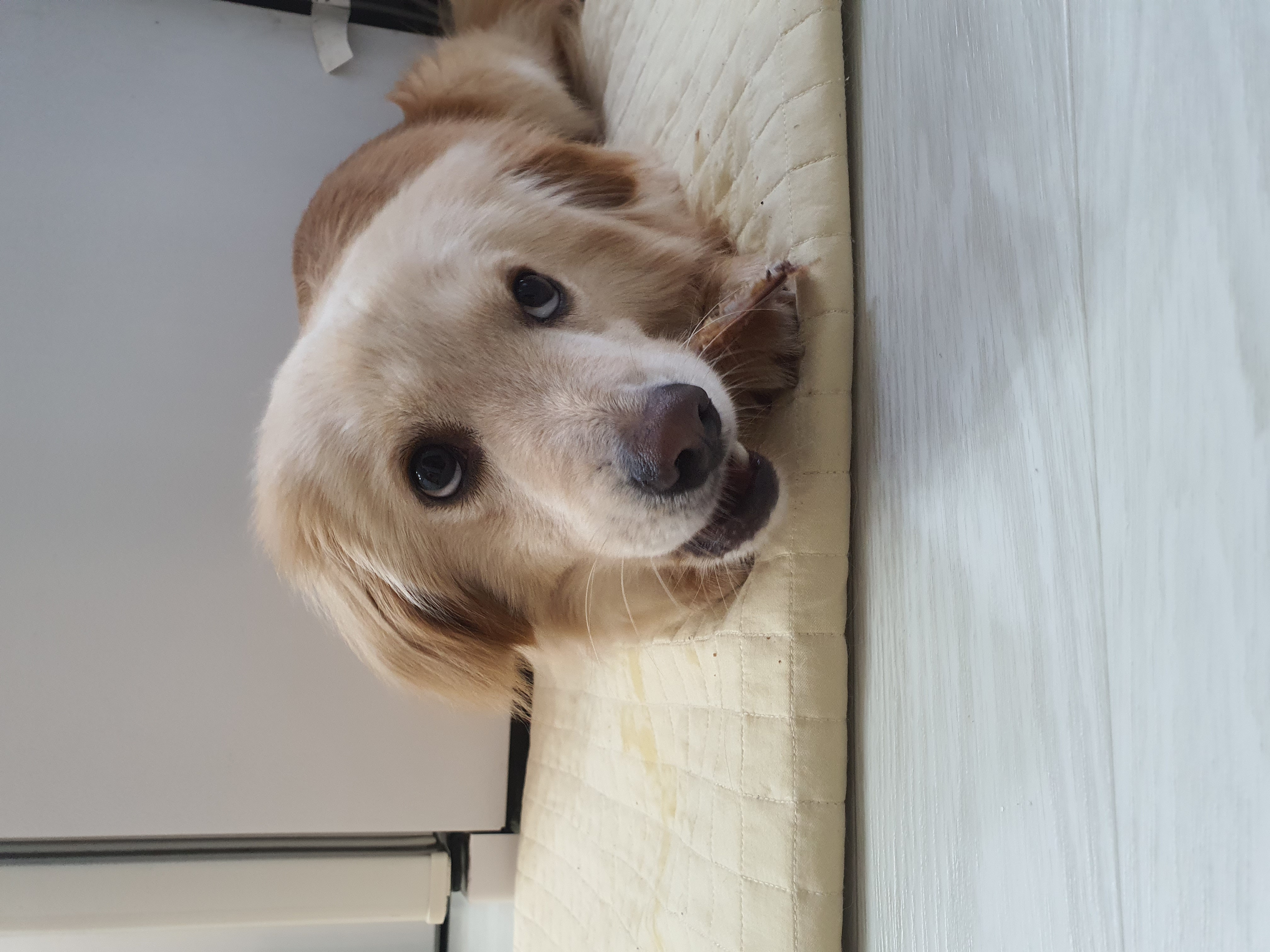 자몽이(육콩이)와 함께한 일주일