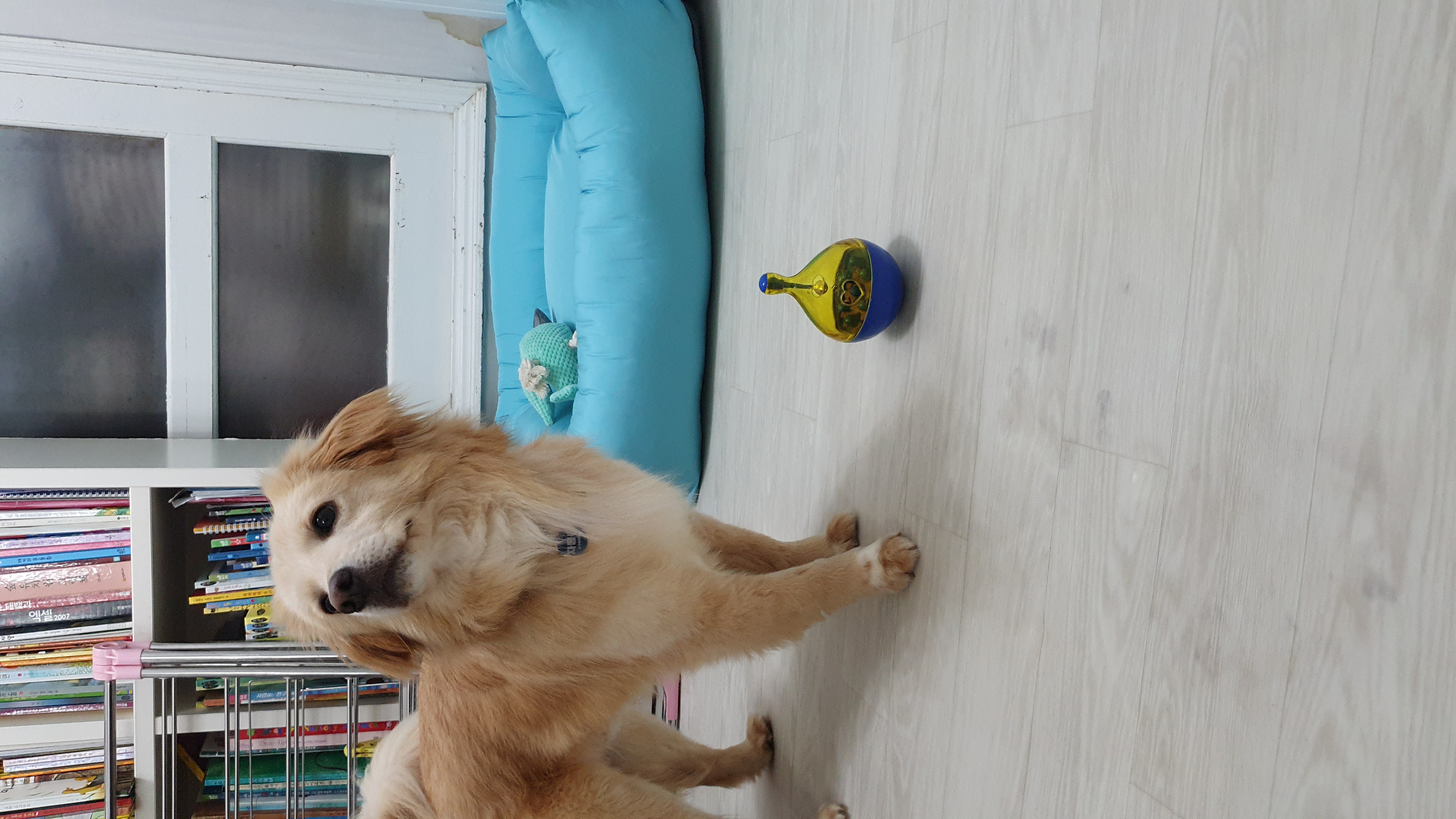 자몽이(육콩이)와 함께한 일주일