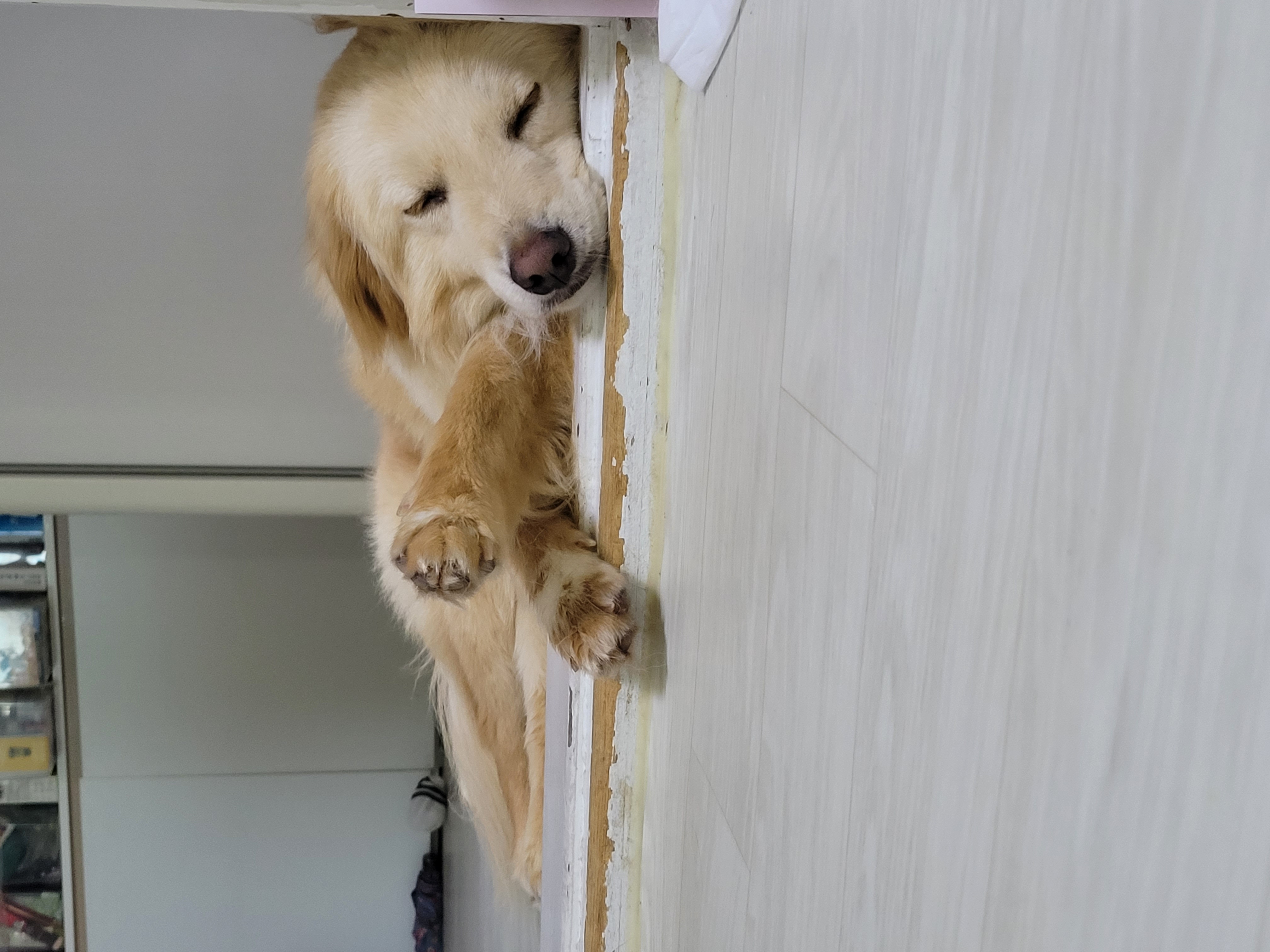 자몽이(육콩이)와 함께한 일주일