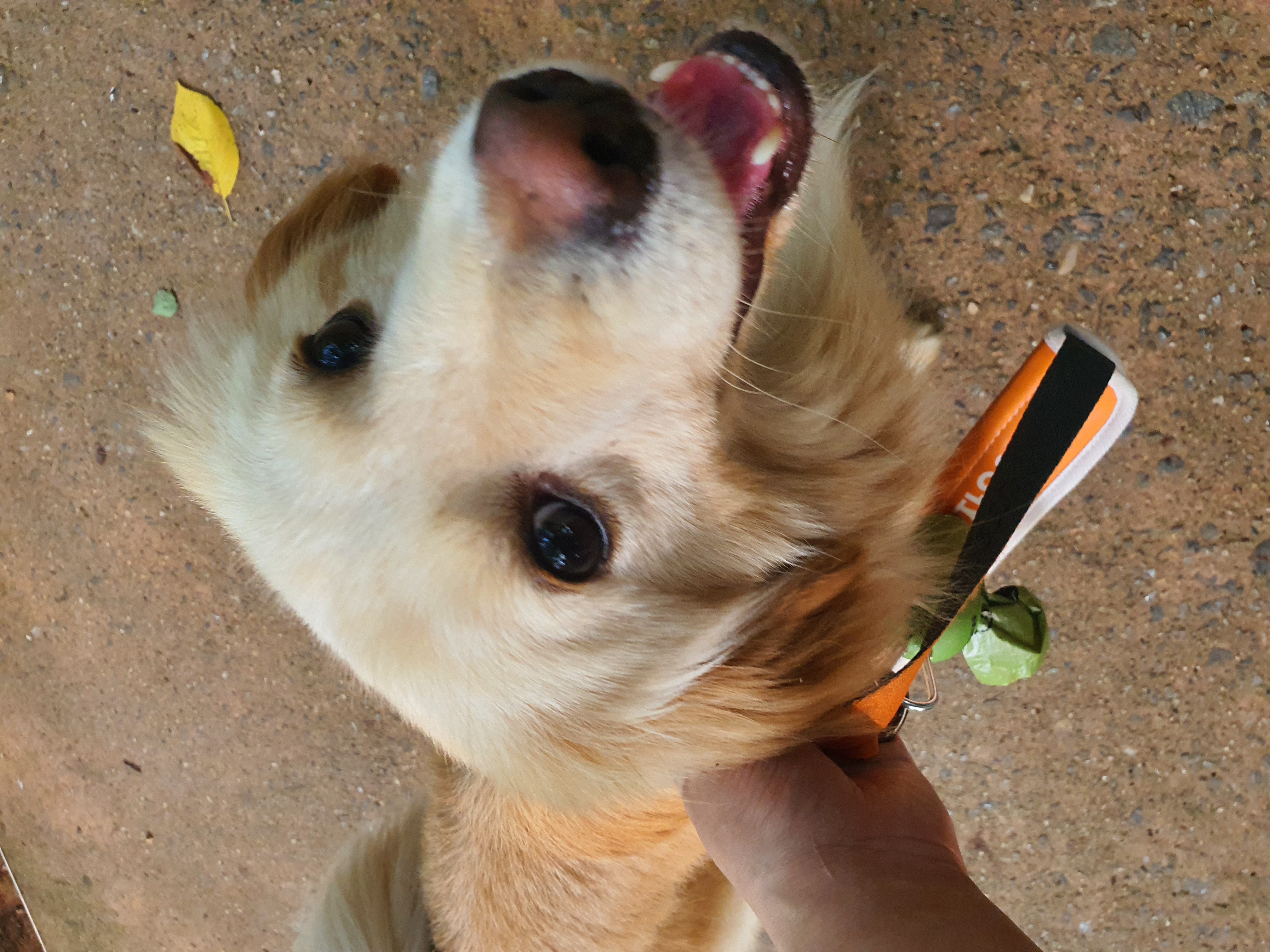 자몽이(육콩이)와 함께한 일주일