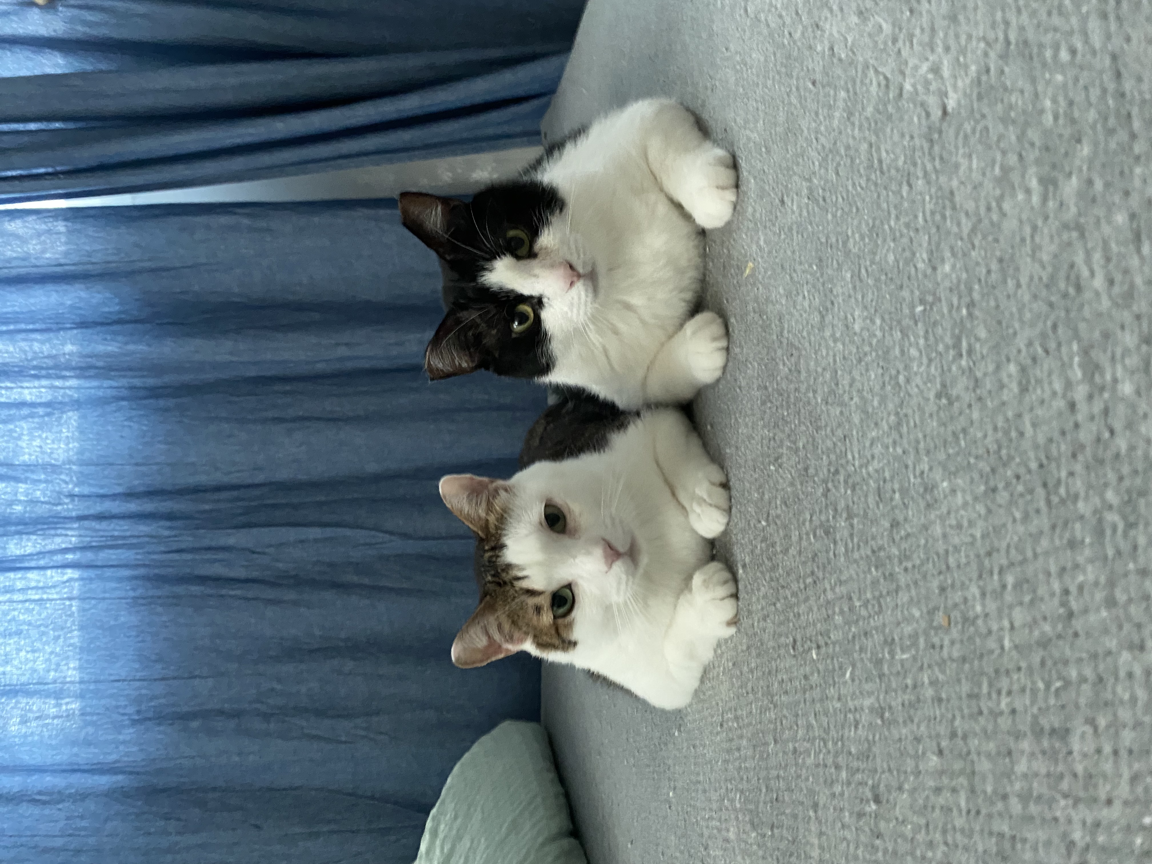 서창이의 적응일지 2