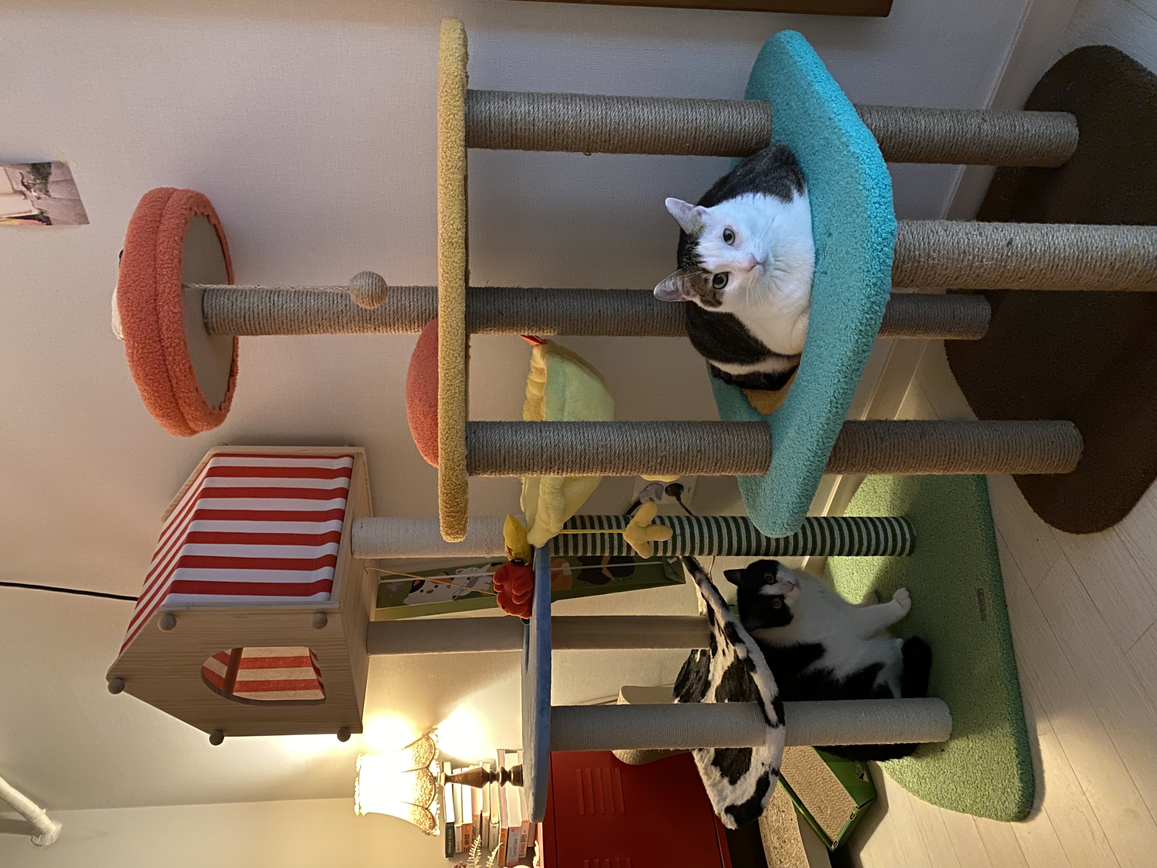 서창이의 적응일지 2