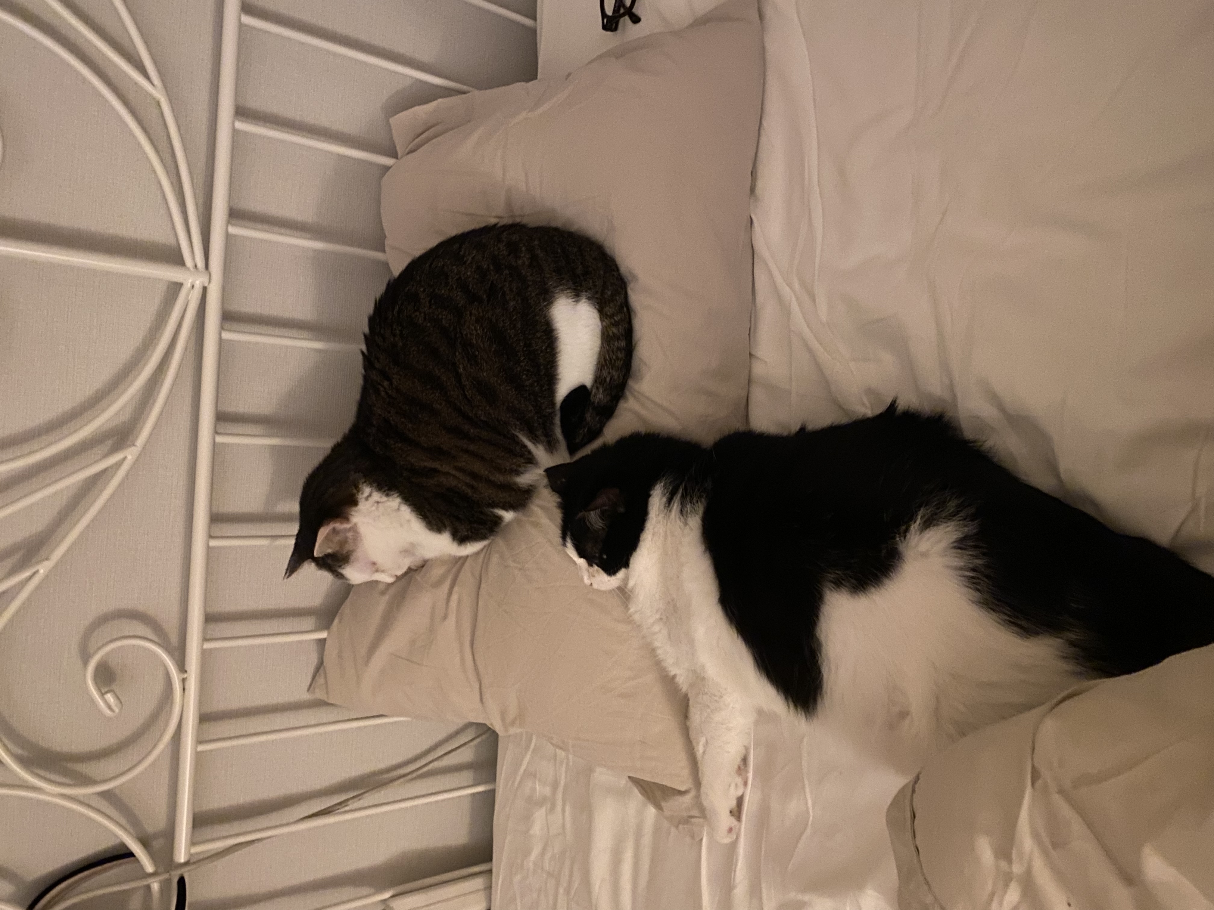 서창이의 적응일지 2