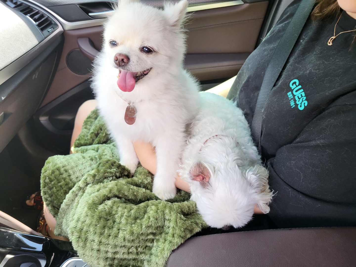 솜솜이 입양 3개월 후기 입니다!