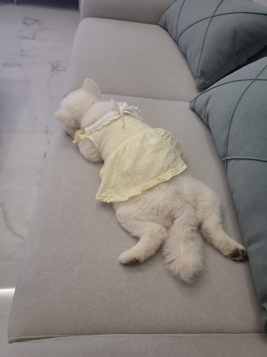 솜솜이 입양 3개월 후기 입니다!