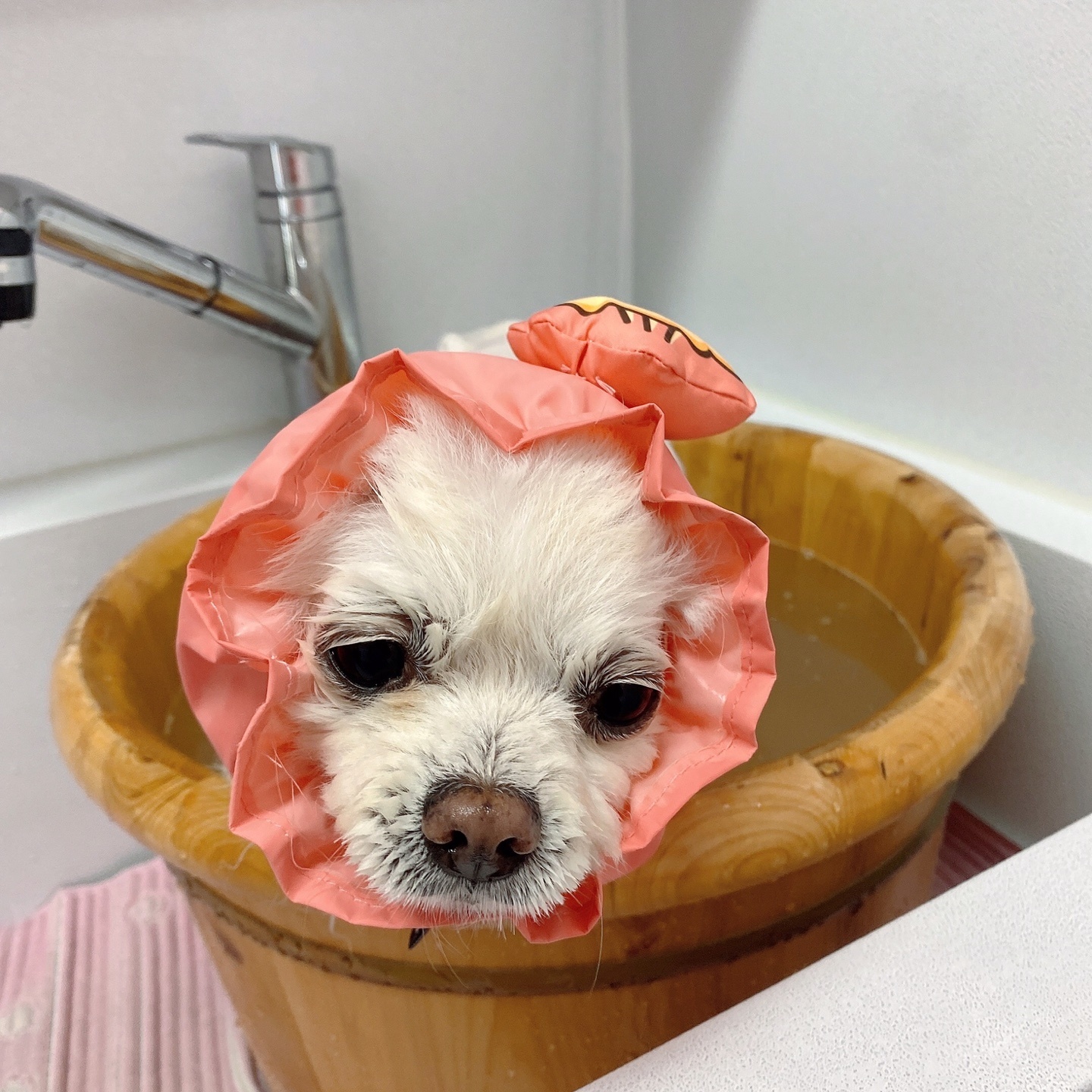 솜솜이 입양 3개월 후기 입니다!