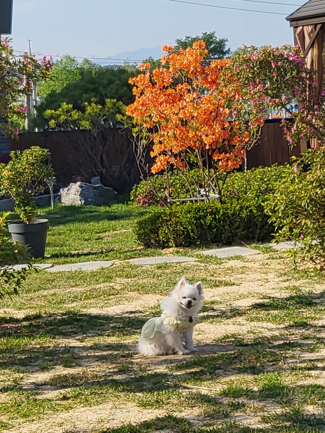 솜솜이 입양 3개월 후기 입니다!