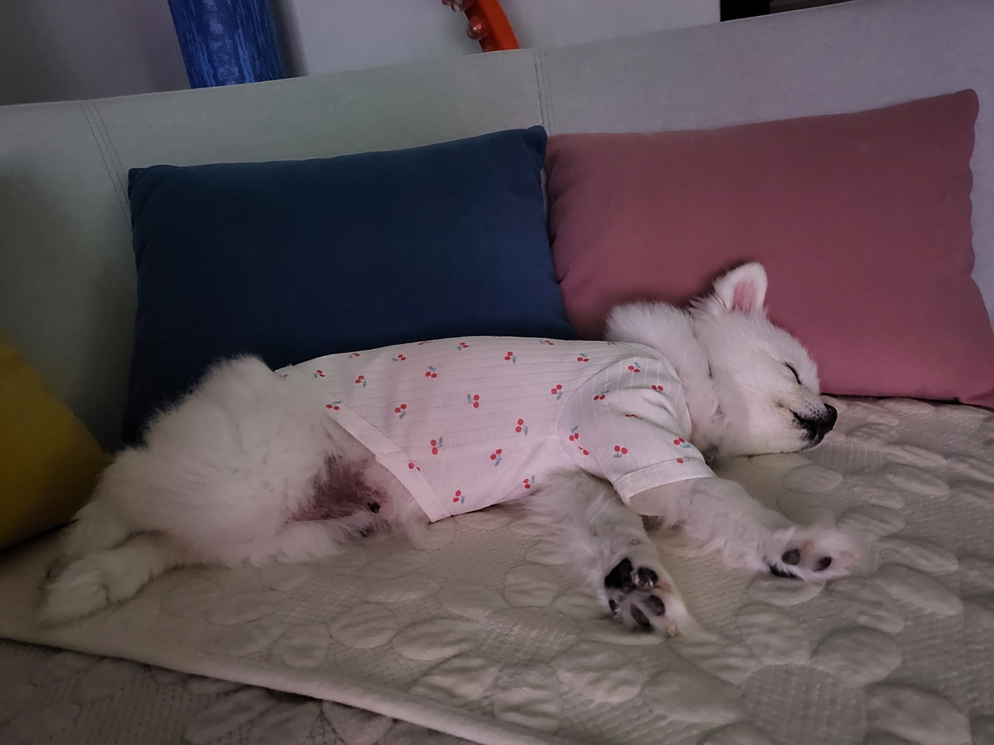 솜솜이 입양 3개월 후기 입니다!